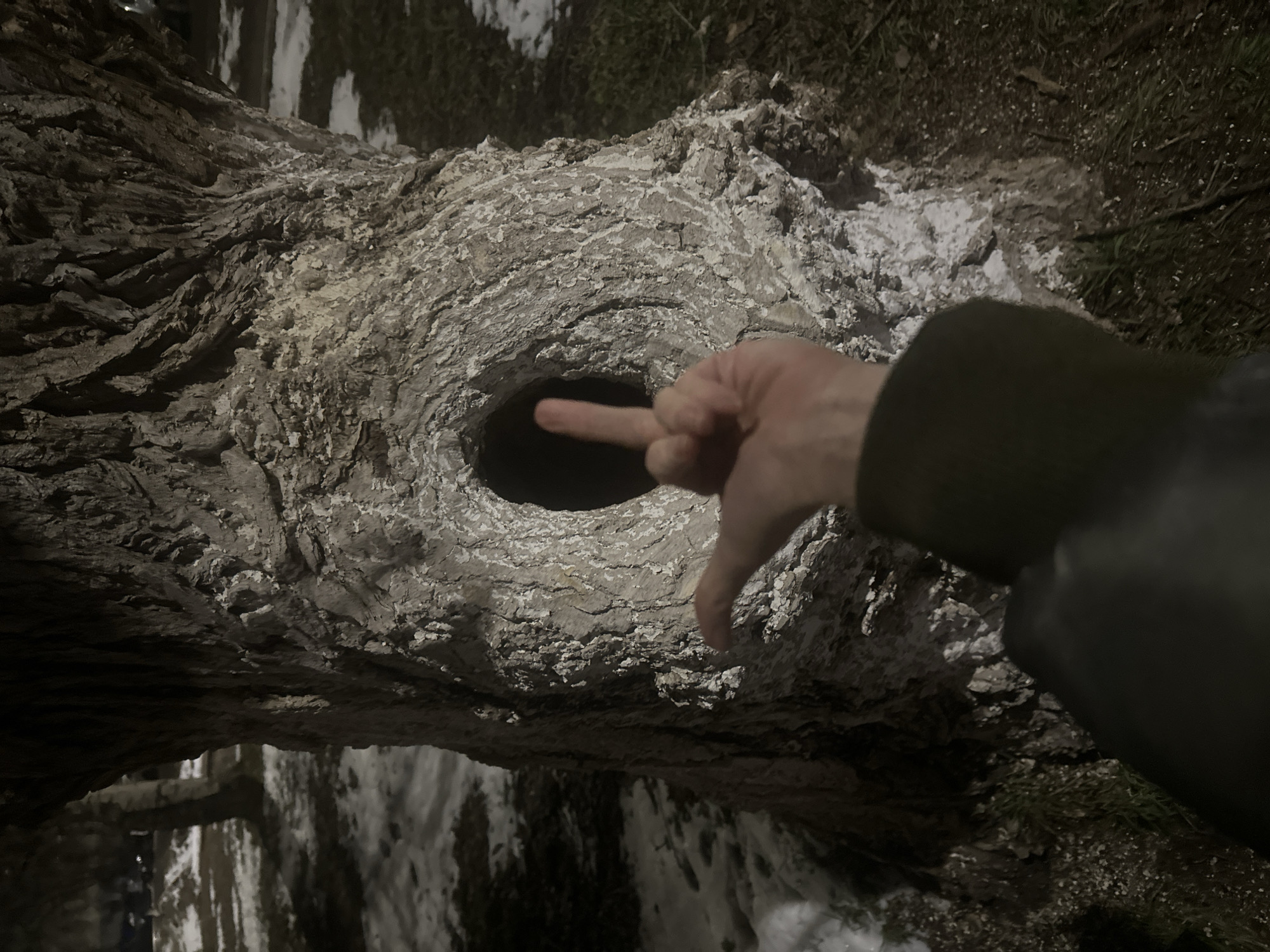 The image depicts a close-up of a tree trunk with a large, round hole in it. A hand is visible, giving the middle finger gesture towards the hole. The tree is lying horizontally on the ground, with some snow or white debris scattered on the bark and the surrounding ground. Based on the environment and context clues, it's implied the location is in Votkinsk, Russia. The lighting is dim, suggesting it might be evening or night.