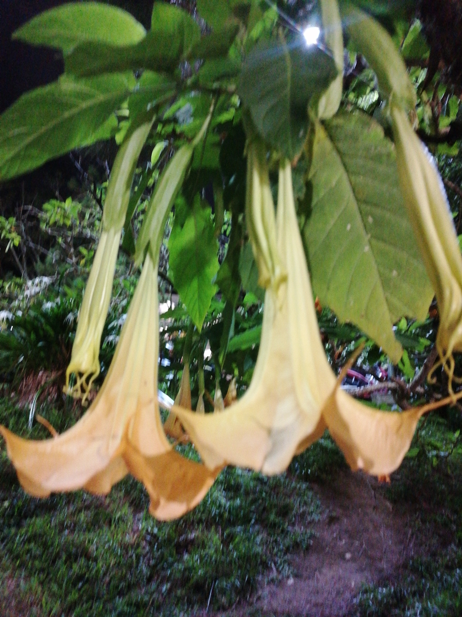 The image captures a cluster of Angel's Trumpet flowers (Brugmansia) hanging from a tree branch. The flowers are large, trumpet-shaped, and a pale yellow color. Green leaves surround the flowers, and the background shows foliage and hints of a grassy area. Given the prevalence of Brugmansia plants in the city, it is plausible that the image was taken in Da Lat, Vietnam.