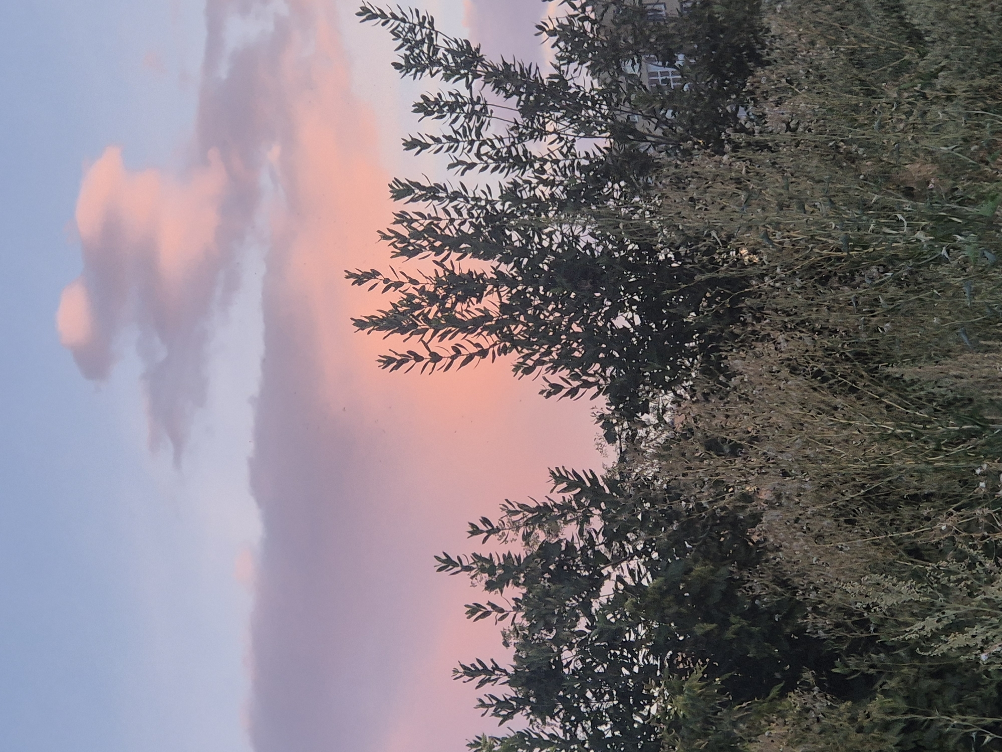 A low-angle, full shot captures a pastel sunset over Kokshetau, Kazakhstan. The sky transitions from a pale blue at the top to soft pinks and purples closer to the horizon. A few wispy, pink-tinted clouds drift across the sky, with one cloud formation in the upper right resembling a stylized figure. Silhouetted against the colorful sky are the tops of numerous trees and tall grasses. The trees in the mid-ground are dense with dark green foliage. In the foreground, dried grasses and weeds form a textured layer. A building with visible windows can be seen peeking through the trees on the right side of the image. The scene is devoid of any people or visible actions.