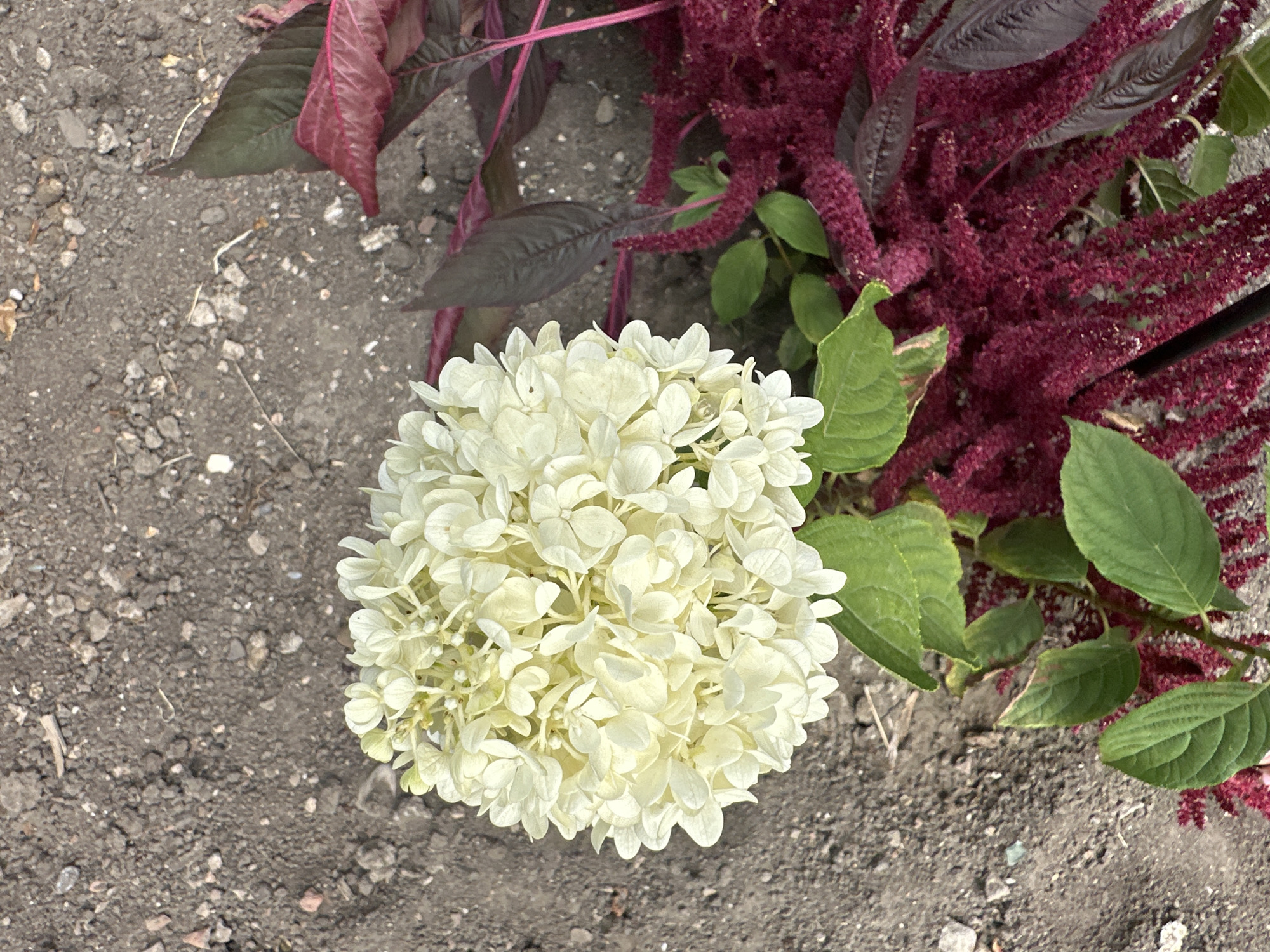 The image shows a top-down view of a floral arrangement on a bed of soil. The arrangement includes a large, spherical cluster of creamy white flowers, likely hydrangeas, positioned on the left side of the frame. To the right and bottom, there are deep burgundy, feathery flower plumes and dark, reddish-purple leaves, characteristic of amaranth. Green leaves are interspersed throughout the arrangement. The soil is a dark, earthy color with scattered small stones and debris. There are no people, animals, or man-made structures visible in the frame. The lighting suggests an outdoor setting during daylight. The location in Yessentuki, Russia, is not directly indicated by any visual cues in the image itself.