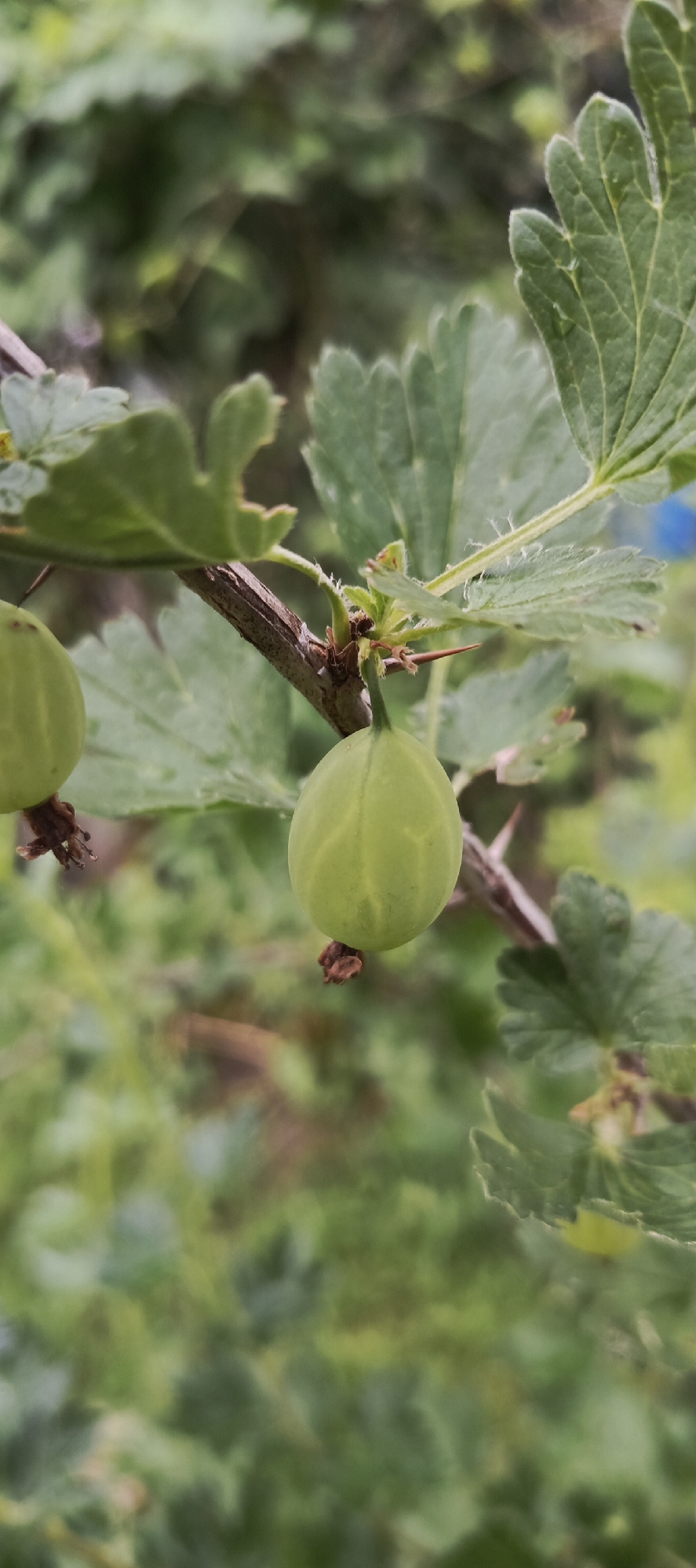 The image shows a close-up of a gooseberry bush branch with two green gooseberries. One gooseberry is in sharp focus in the center of the frame, while another is partially visible on the left. The gooseberries are round and have a light green hue, with faint vertical lines visible on their surface. They are attached to the branch by small, dark brown stem remnants. The branch itself is thin and woody, with a rough texture and small, sharp thorns visible. Several green leaves of the gooseberry bush are also present, some in focus and others blurred in the background, showing serrated edges and prominent veins. The overall setting is an outdoor garden, likely in Russia, given the location context. The background is a blur of green foliage, suggesting a natural, overgrown environment. The lighting appears to be natural daylight, possibly overcast, as there are no strong shadows. There is no text visible in the image. The image captures a moment of nature, highlighting the growth and detail of the gooseberries and their plant.