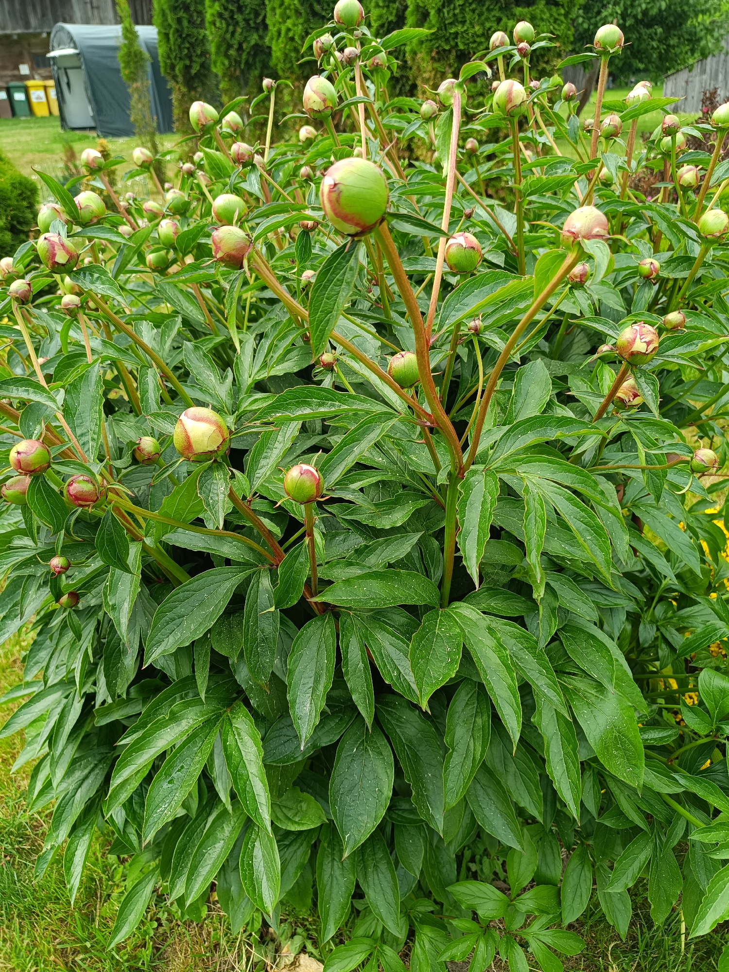 This vertical shot captures a vibrant peony plant, lush with dark green foliage and numerous developing flower buds, in a garden setting in Tebras, Latvia. The plant occupies the majority of the frame, showcasing its dense growth and readiness to bloom.
The peony leaves are prominently featured, appearing healthy and well-hydrated, with many exhibiting visible water droplets, suggesting recent rain or morning dew. The leaves are deeply lobed and a rich, verdant green. Sturdy, reddish-green stems support the heavy cluster of leaves and buds.
The flower buds are the most notable feature. They are predominantly green with distinct reddish-pink streaks and tips, indicating the color of the petals that will soon emerge. The buds are rounded and firm, varying in size, and distributed throughout the upper and middle sections of the plant.
In the background, a residential or garden environment is visible. To the left, evergreen trees or tall bushes provide a dark green backdrop. Further back, a grey-green, arched structure, resembling a small greenhouse or shed, is partially visible. To the left of this structure, two distinct trash bins, one yellow and one green, are discernable. The ground is covered with green grass, especially in the lower left portion of the image. Hints of yellow flowers can be seen among the foliage in the far right background.
The lighting is soft and diffused, suggesting an overcast day or early morning/late afternoon, without harsh shadows. No specific activity is depicted other than the natural growth of the plant. There is no visible text in the image.