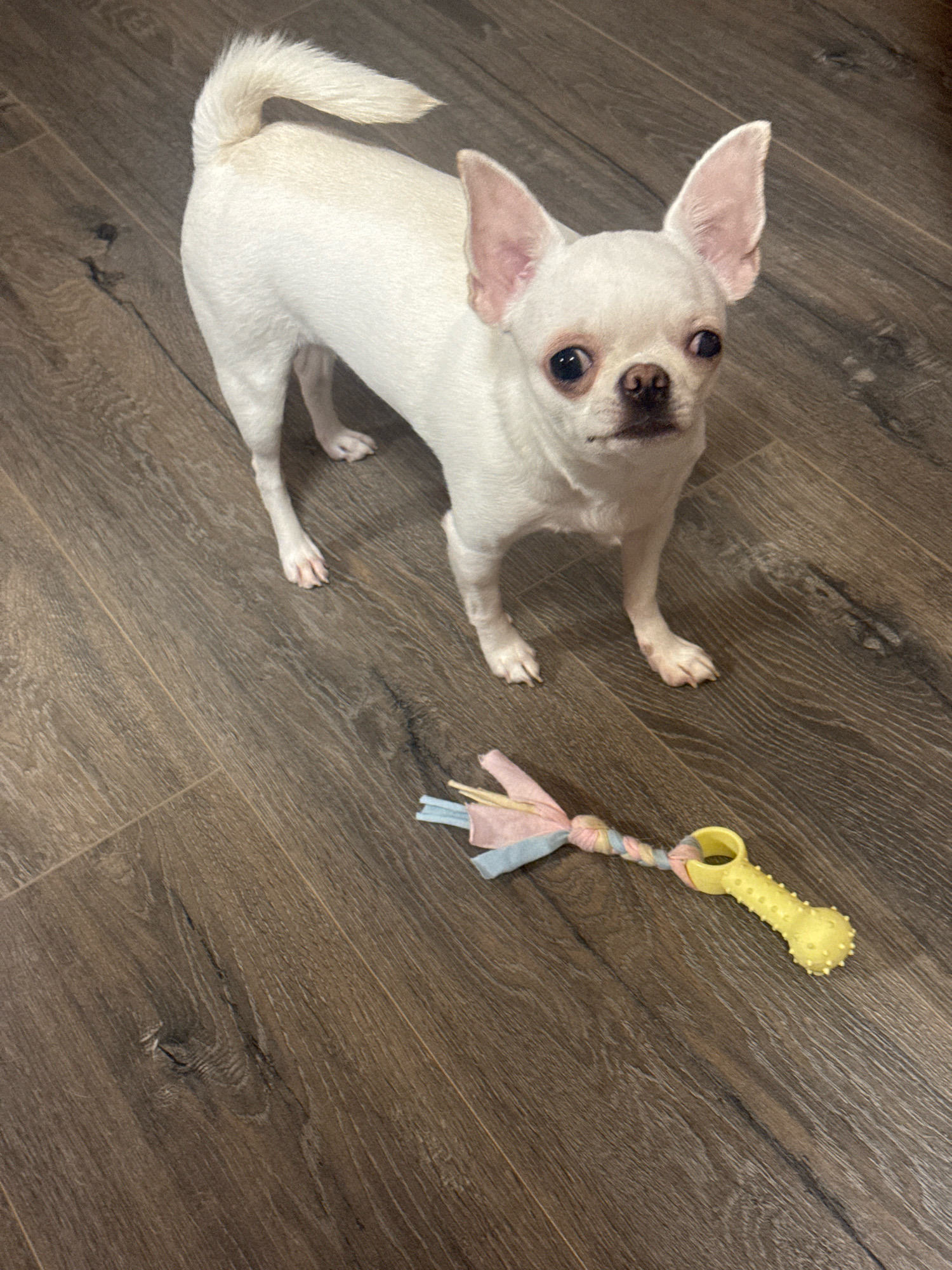 An all-white Chihuahua stands on a dark wood-grain floor, looking up and to the left. The dog has large, erect ears, dark eyes, and a short tail that curves upwards. A yellow dog toy with fabric accents lies on the floor in the lower right quadrant of the image. The scene depicts an indoor setting, likely a residential interior in Novosibirsk, Russia.