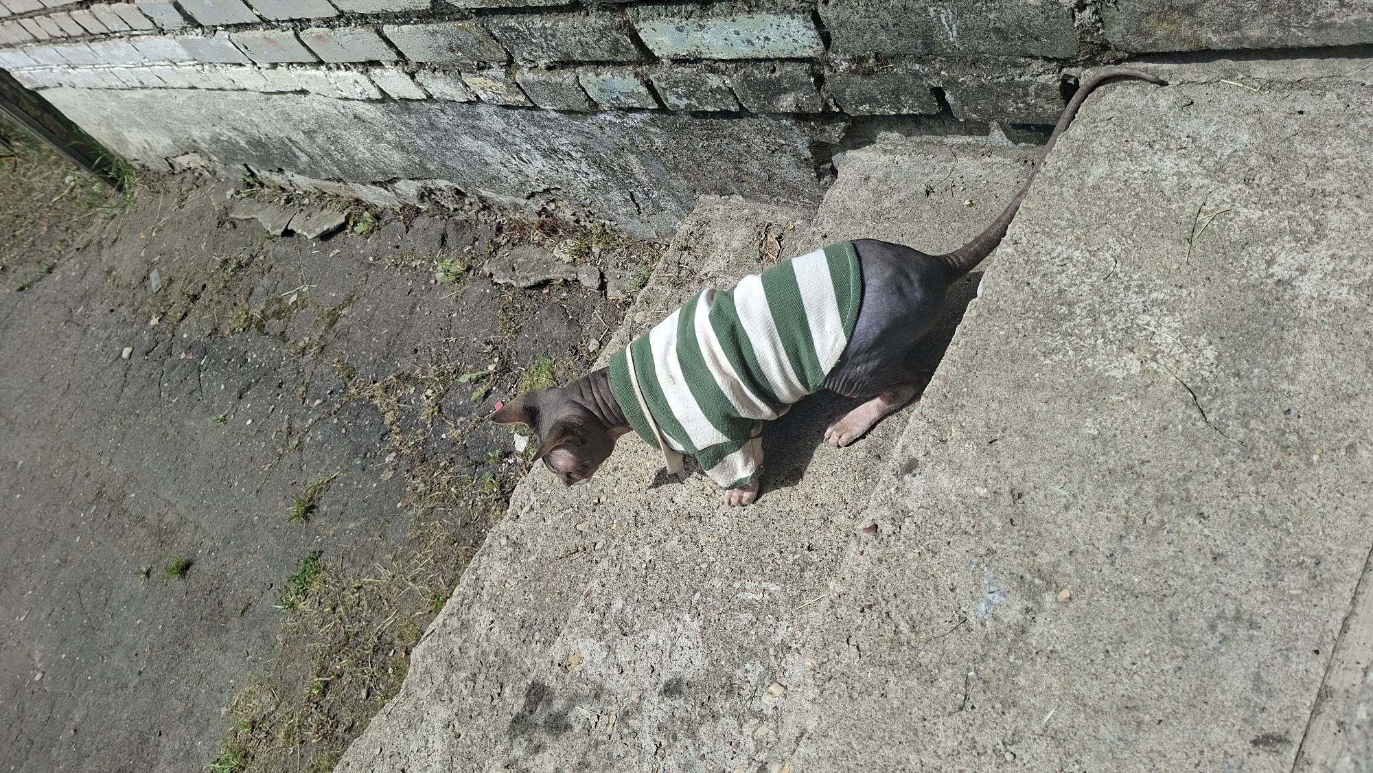 A hairless cat, wearing a green and white striped sweater, is on a concrete step next to a brick wall. The cat is facing left and appears to be looking down at the ground. The cat's tail is visible and extends behind it. The setting is outdoors, with sunlight casting shadows, suggesting it is daytime. The ground is a mixture of concrete and dirt, with some patches of grass. The brick wall is weathered and appears to be part of a building. The overall scene depicts a domestic animal in an outdoor environment.
