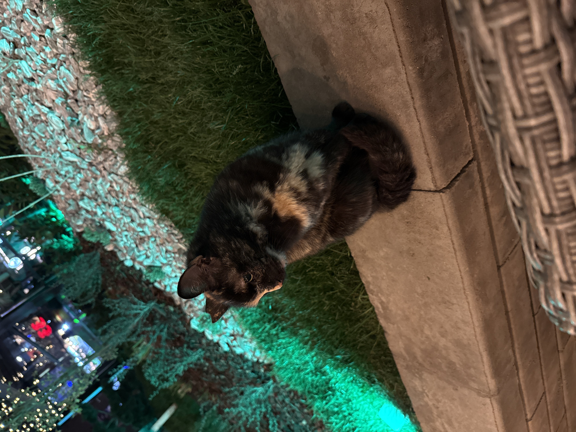 An overhead shot captures a tortoiseshell cat resting outdoors at night. The cat, primarily dark brown/black with patches of tan/orange and cream fur, is curled up on a patch of green grass, facing left with its head slightly turned towards the viewer. Its tail is tucked in near a concrete or stone barrier to its right.
The scene is illuminated by artificial lights. A vibrant green light casts a strong glow across the grass, highlighting the cat and the immediate surroundings. To the left of the grass is a decorative strip of light-colored pebbles or wood chips, which are also illuminated, appearing turquoise or light blue due to the light source.
In the blurred background, beyond the pebbles and greenery, numerous bokeh lights in white, red, and blue suggest decorative outdoor lighting, possibly from a nearby building, garden, or outdoor establishment. A portion of textured wicker-like material, possibly outdoor furniture, is visible in the upper right quadrant of the image. The setting appears to be a garden, patio, or outdoor dining area in Sofia, Bulgaria, late in the evening or at night. There is no visible text.