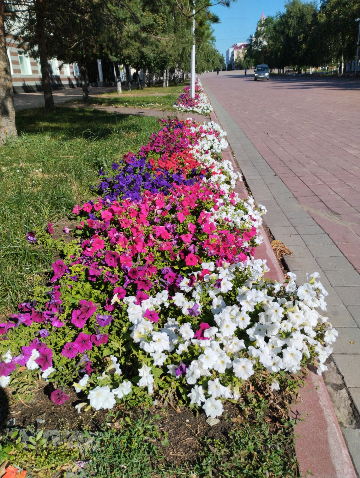 The image shows a flower bed with a variety of petunias in shades of pink, purple, and white, bordering a paved sidewalk. The flower bed is located along a street in Kostanay, Kazakhstan. Trees line the street, and buildings are visible in the background. The sky is clear and blue. A car is driving on the street, and a few people are walking in the distance. The scene appears to be set on a sunny day.