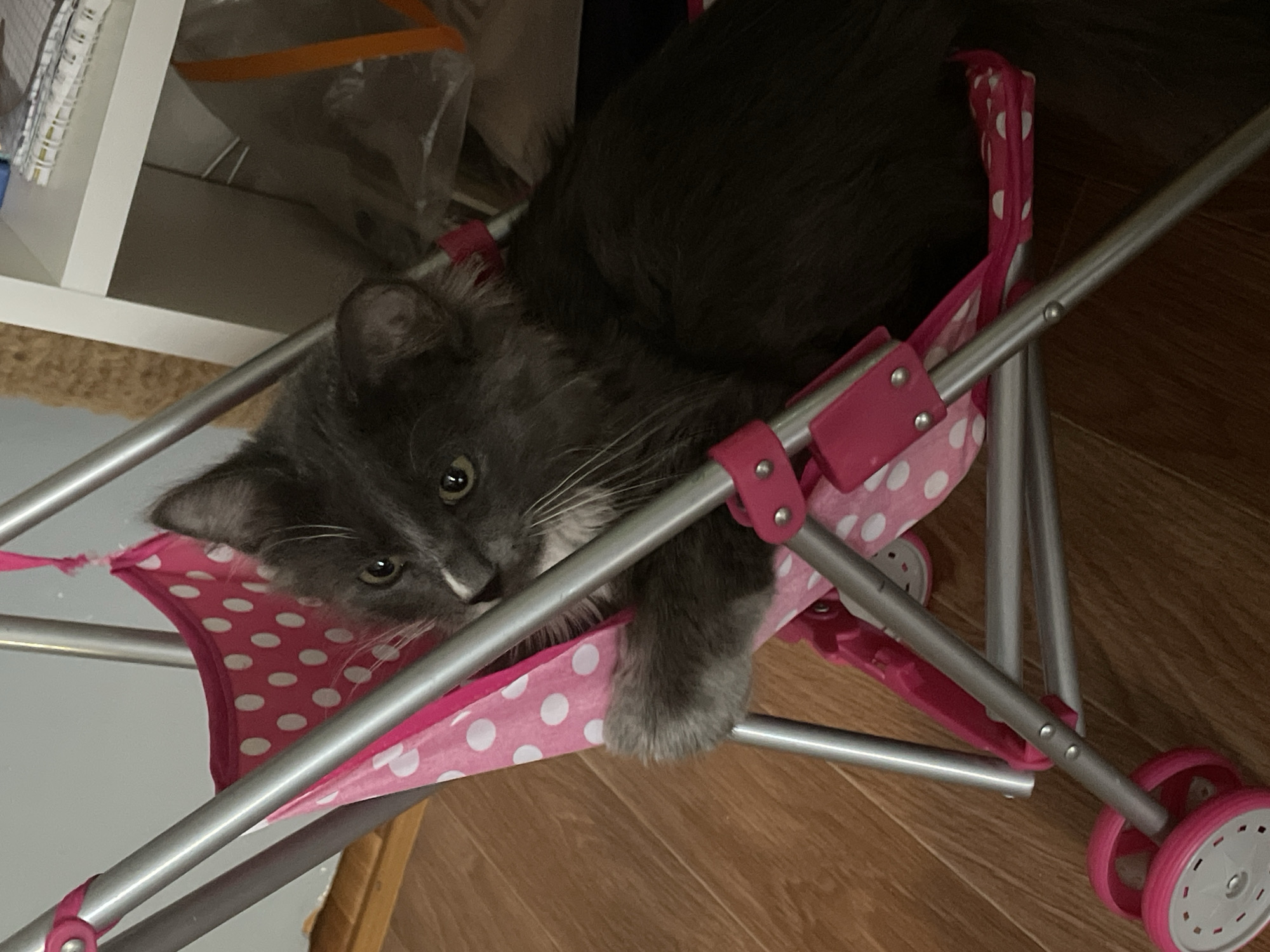 A dark grey domestic cat with long fur, white chest markings, and prominent white whiskers is captured resting comfortably inside a pink and white polka-dotted toy doll stroller. The cat's striking green eyes are looking directly at the viewer, giving an impression of calm curiosity. Its right paw is visible, gently resting on the stroller's fabric.
The stroller features a silver-colored tubular metal frame, with bright pink plastic connectors and wheels. The fabric sling, adorned with white polka dots on a pink background, forms a cozy bed for the cat.
The setting appears to be indoors, with a warm-toned wooden floor visible beneath the stroller. In the background, part of a light-colored, possibly white, shelving unit or piece of furniture can be seen, along with some indistinct items, suggesting a home environment. The lighting indicates an indoor daytime scene. No text is visible in the image. The photo was taken in Chaikovsky, Russia.