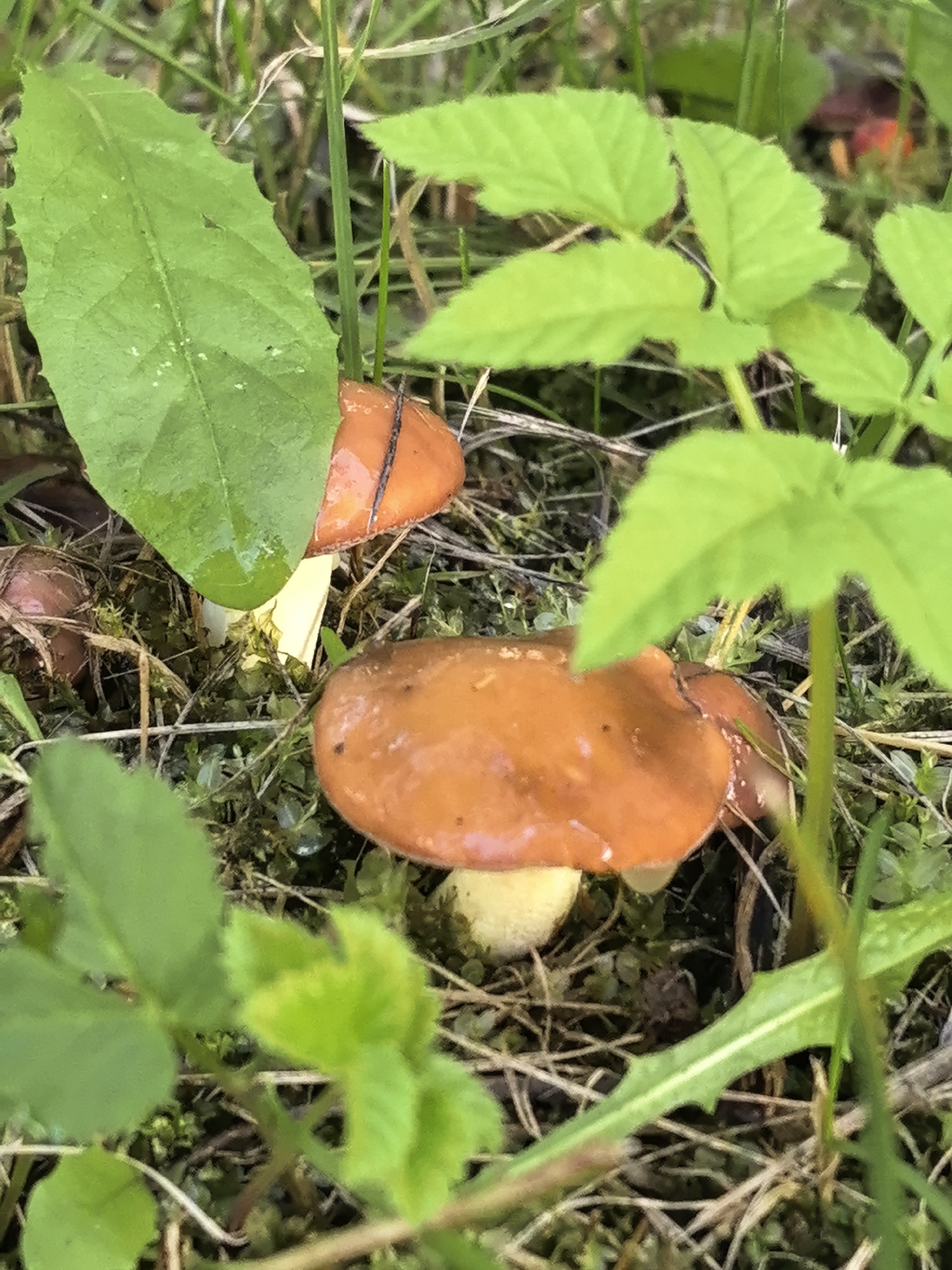 In Shabury, Russia, this image captures a close-up view of several brown-capped mushrooms growing in a forest floor environment. The mushrooms are surrounded by green leaves and grass, with some fallen twigs and debris also visible. The lighting suggests it may be daytime, with soft light filtering through the foliage. No people or animals are present in the frame, and no specific actions or interactions are depicted. The scene is a naturalistic portrayal of mushrooms in their habitat.