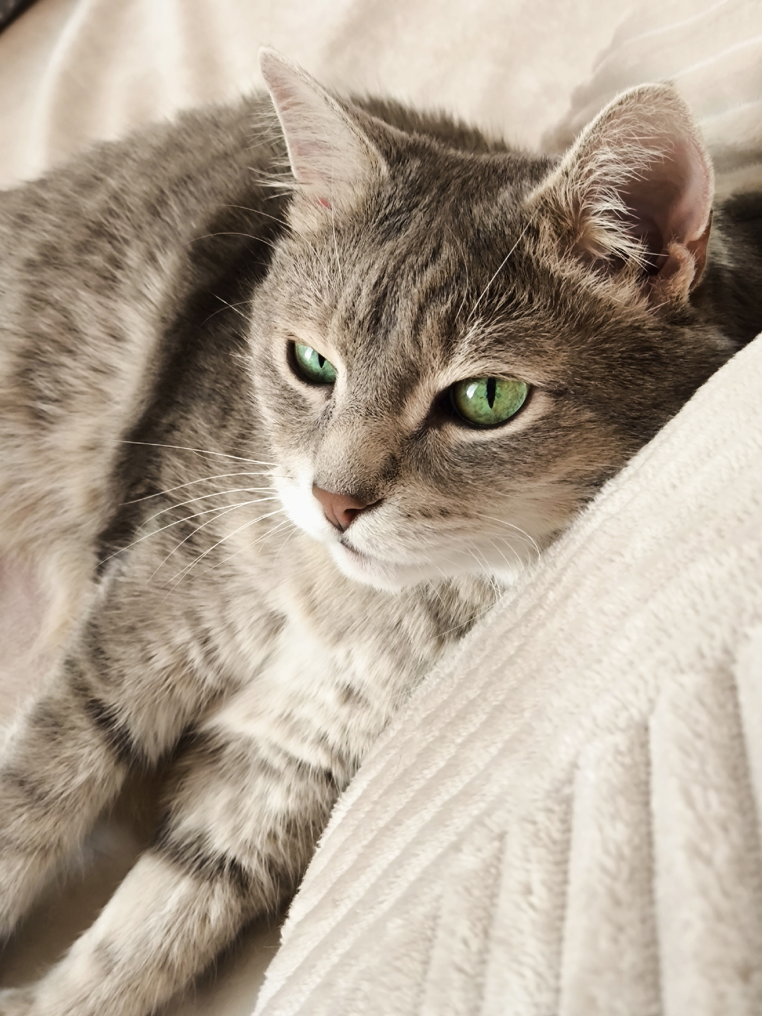 This is a close-up, vertical, eye-level shot of a gray tabby cat with bright green eyes. The cat is lying down on a soft, cream-colored, textured blanket, which takes up the majority of the right side of the frame. The cat's head is on the left side of the frame, with its body extending towards the bottom. Its fur is short and shows the characteristic tabby stripes. The cat's gaze is directed slightly down and to the left, conveying a sense of calm or perhaps slight melancholy. The lighting appears soft and diffused, suggesting it might be indoors during the daytime, possibly near a window. There is no visible text in the image.