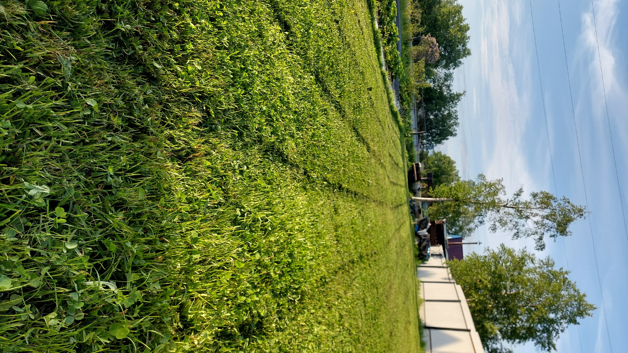 A low-angle, full-shot photograph captures a sunlit lawn in the city of Koryaki, Russia, during daytime. The foreground is dominated by lush green grass, with individual blades and clover leaves clearly visible, bathed in the warm glow of the sun. Faint tracks are visible on the lawn, suggesting recent activity. In the midground, the lawn slopes gently upwards. Beyond the lawn, a white fence lines the property. Behind the fence, various objects are visible, including what appear to be storage containers and possibly a small structure. A slender tree stands to the left of center, with a wider, fuller tree to its right. In the distance, more trees and a building with a red roof can be seen. The sky above is a clear blue, with thin, wispy clouds and what appear to be power lines strung across it. The overall scene is one of a rural or suburban outdoor setting, characterized by vibrant greenery and natural light.