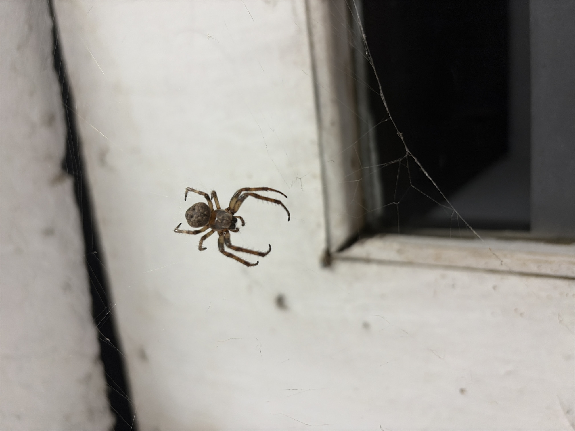 A close-up, low-angle shot features a brown and tan spider hanging from a delicate, intricate spiderweb. The spider is positioned centrally in the frame, with its eight legs spread out. Its body is segmented, with a rounded abdomen and a smaller cephalothorax. The spiderweb is thin and catches the light, creating a hazy effect against a textured, off-white background that appears to be a building exterior. A dark, recessed area, possibly a window or doorway, is visible in the lower right quadrant of the image, also draped with strands of the web. The image was taken in Oxentea, Moldova.