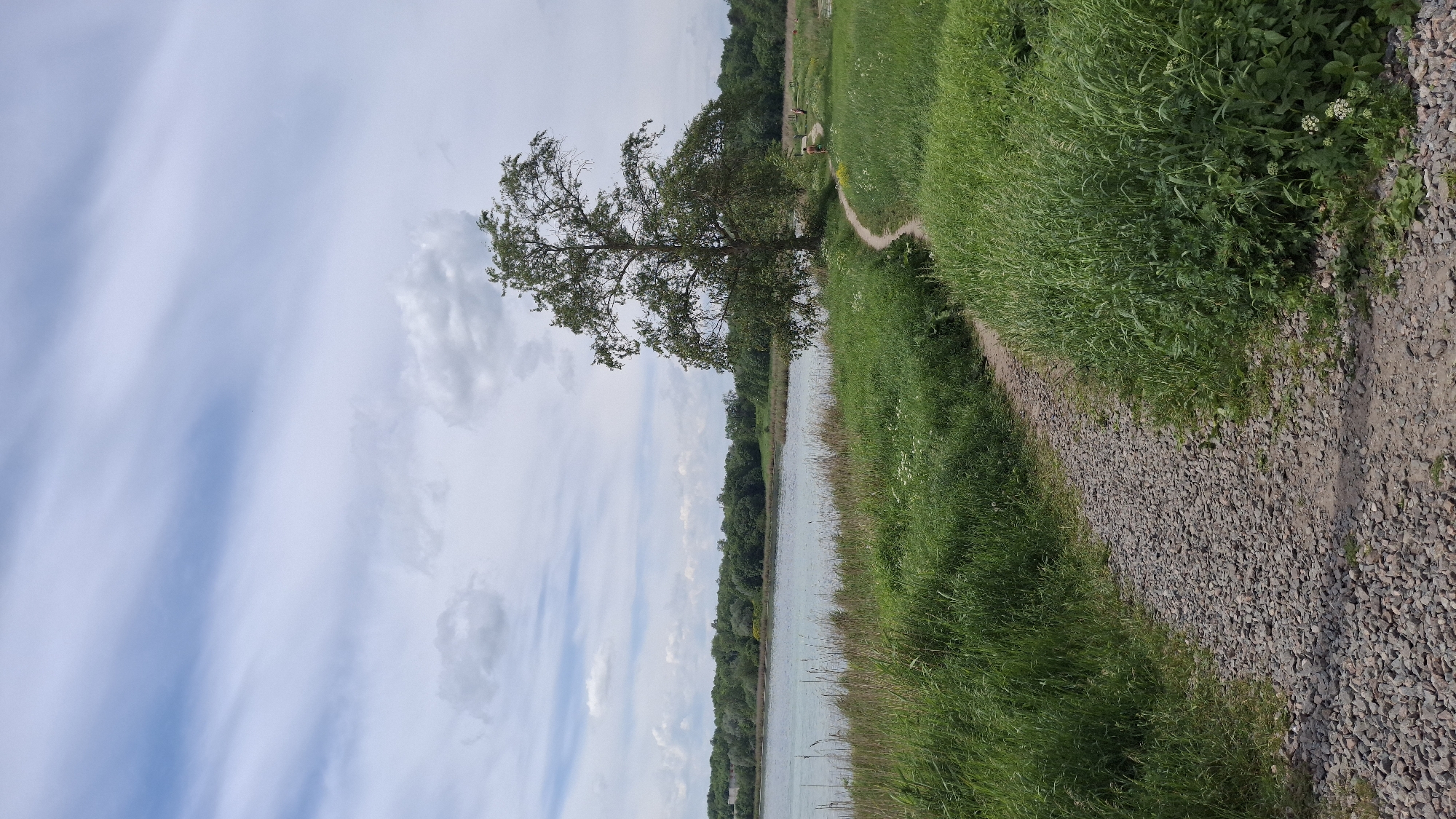 The image depicts an outdoor scene within the city of Krasnoye Selo, Russia, under partially cloudy skies. A gravel path, composed of grey and brown stones, occupies the lower foreground, extending from the bottom center and curving slightly to the left before exiting the frame. This path is bordered by tall, dense green grass on both sides.
In the midground, a large, mature deciduous tree with green foliage stands prominently to the right of the scene, positioned between the primary gravel path and a body of water. A narrower dirt path, distinct from the gravel, originates near the tree and curves sharply to the right, leading into a grassy field.
A calm, light greenish-blue body of water, identified as a lake, is visible in the middle-left, extending across the horizon. The far bank of the lake is densely lined with a continuous strip of various green trees and bushes, forming the backdrop for the water.
Two individuals are present on the narrower dirt path in the mid-right. Both are walking away from the viewer. The leading person is dressed in light-colored clothing, including a top and shorts, and appears to be carrying an item in their right hand. The second individual follows closely behind, also in light attire. Their specific features are not discernible due to the distance.
The overall environment is characterized by lush green vegetation, including extensive areas of grass, foliage, and numerous trees under a sky exhibiting both streaky cirrus clouds and more defined cumulus formations.