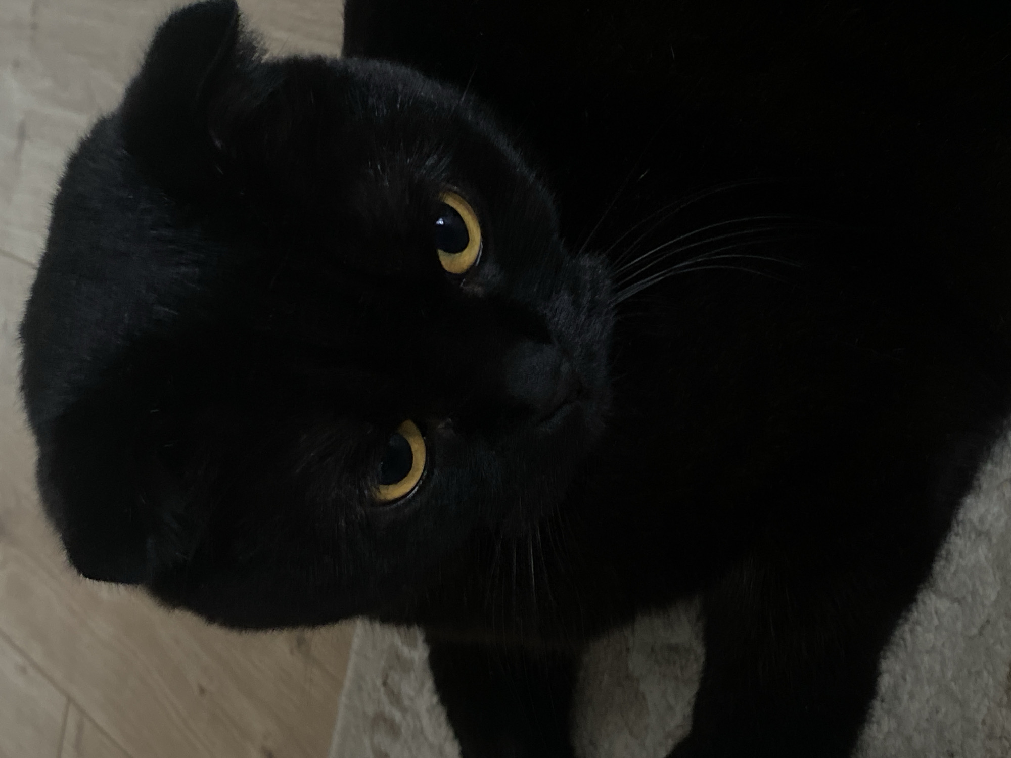 A black cat with distinctively folded ears, consistent with a Scottish Fold breed, is depicted in a close-up, head-and-shoulders view. Its fur is entirely black, providing a high contrast with its prominent, round, amber-yellow eyes, which feature dark, dilated pupils reflecting minimal light. A set of white whiskers extends from its muzzle. The cat's head is slightly tilted, and its gaze appears directed forward and slightly downward. It is positioned indoors, with a light-colored wooden floor visible in the upper-left and upper-right background, and a section of a light beige or cream textured rug or carpet partially visible beneath its body on the left side of the frame. The specific location within the city of Chaikovsky, Russia, cannot be determined from the visual information present in the image.