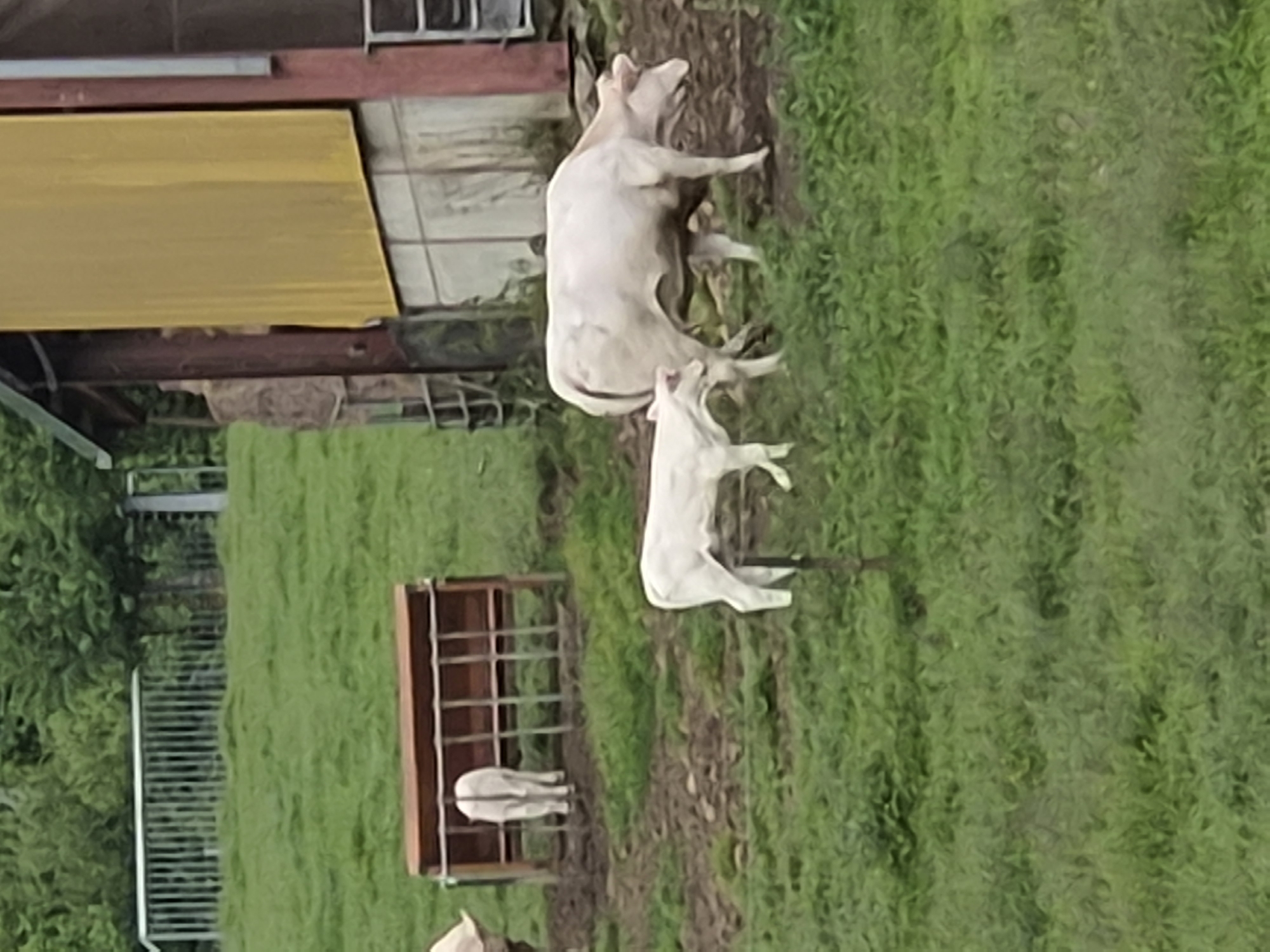 The image displays a pastoral scene in Differdange, Luxembourg, featuring three white cattle within a grassy enclosure. In the mid-foreground, an adult white cow moves rightward, closely followed by a smaller white calf to its left. A slender dark post is vertically positioned in the grass between the walking calf and the adult cow. To the left, a second white calf stands inside a brown wooden hay feeder with metal bars, facing away from the viewer. A portion of a yellow-paneled building with dark reddish-brown structural elements is visible along the right edge of the frame. A grey metal fence spans the distant background, positioned above the hay feeder. The ground consists of green grass interspersed with areas of dark, muddy soil. Dense green trees form the horizon line under overcast skies.