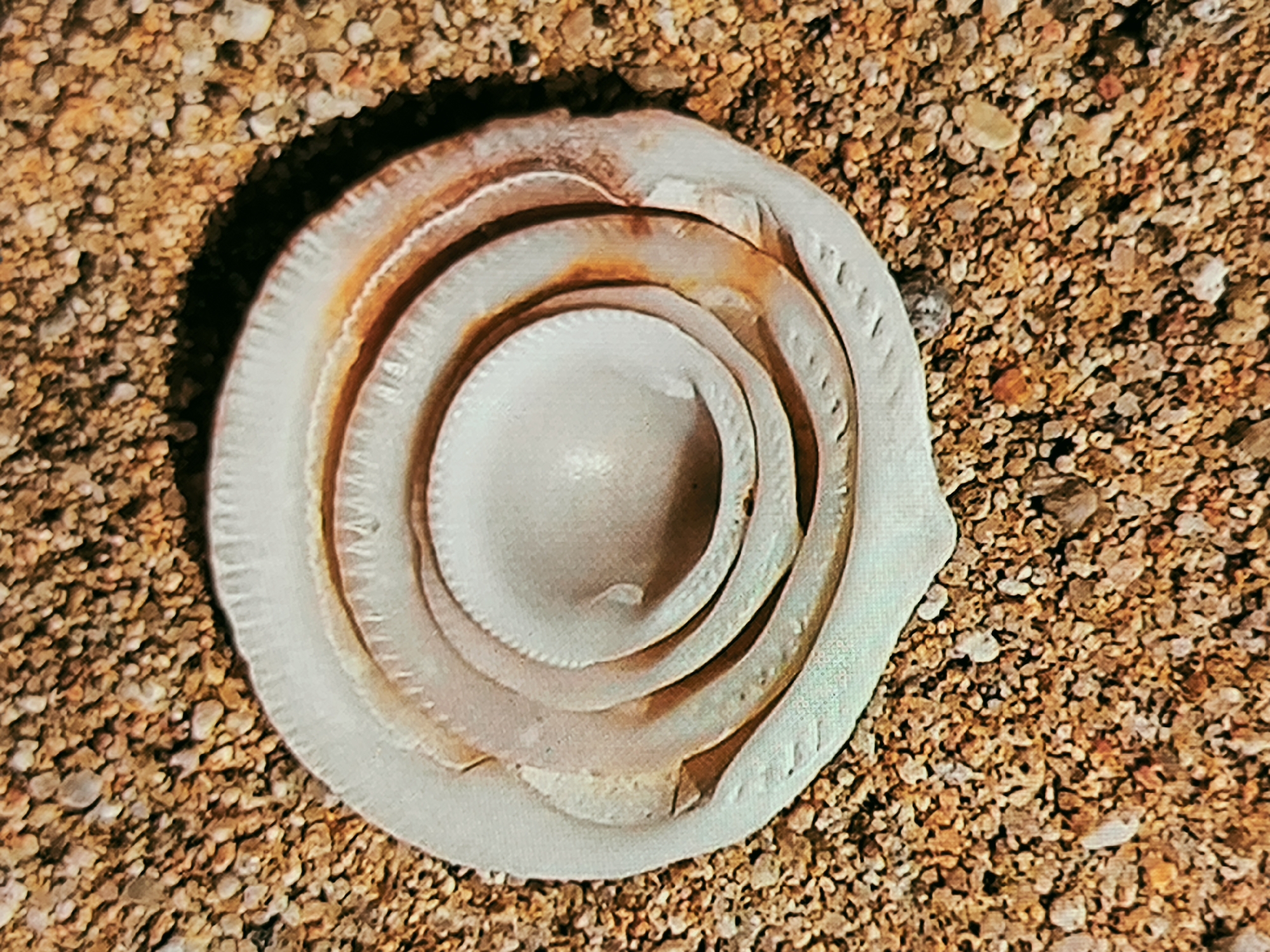 A close-up, high-angle shot reveals a disc-shaped, likely marine shell fragment, or operculum, resting on a bed of small pebbles and sand. The shell, predominantly off-white or cream, exhibits a distinct concentric, layered pattern, forming a series of raised, circular ridges that spiral towards a slightly sunken center. Irregular patches of reddish-orange or brownish discoloration are visible along the edges of these layers and on parts of the surface, suggesting natural pigmentation or mineral staining.
The shell is positioned on granular ground composed of numerous small, irregularly shaped pebbles and fine sand, varying in shades of brown, orange, and beige. The lighting indicates daytime, with a sharp shadow cast by the shell onto the granular surface, suggesting a light source from the upper left. No activity is taking place; the image is a static portrayal of the object. No text is visible. Given the location context of Vilafranca del Penedès, Spain (an inland area), the marine shell is likely a collected item placed upon this gravelly or sandy patch.