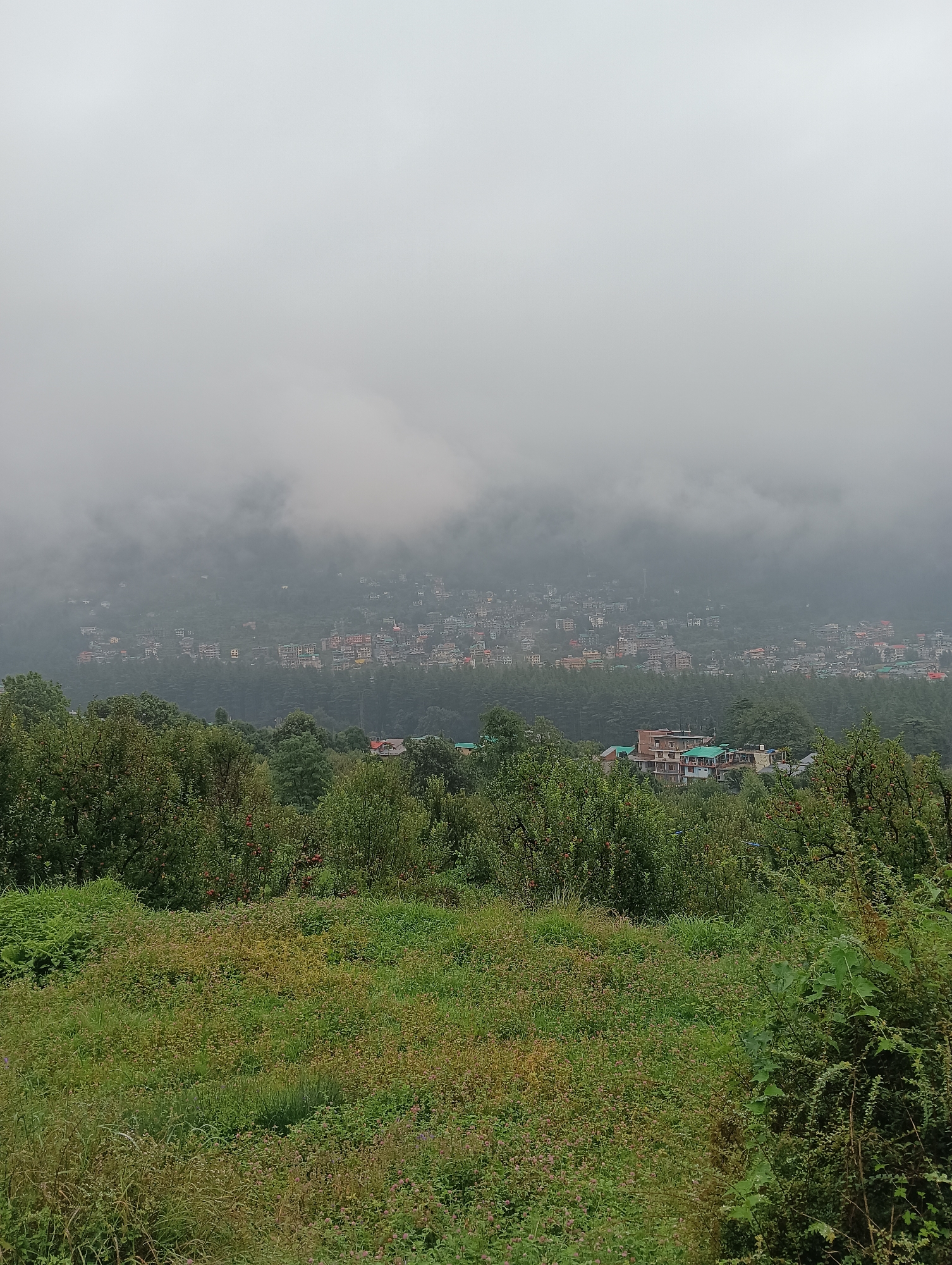 An overcast, wide-angle shot captures a mountainous landscape in Manali, India, with a town nestled in the valley and a lush foreground. The sky is a uniform, light gray due to heavy cloud cover, obscuring any distant peaks or horizons. In the mid-ground, a densely populated town sprawls across the lower slopes of the mountains, its buildings a mix of concrete structures with colorful roofs, receding into the fog. The town appears to be built on a steep incline, with buildings clustered together. Below the town, a dense forest of dark green coniferous trees forms a distinct line, separating the urban area from the foreground. The foreground is dominated by a vibrant green, undulating field covered in thick grass and various low-lying plants, some of which are dotted with small, reddish-brown seed heads. Several trees with dense green foliage and hints of red fruit are visible within this grassy area, suggesting an orchard or wooded grove. The overall impression is one of a somewhat muted, damp, and verdant environment.