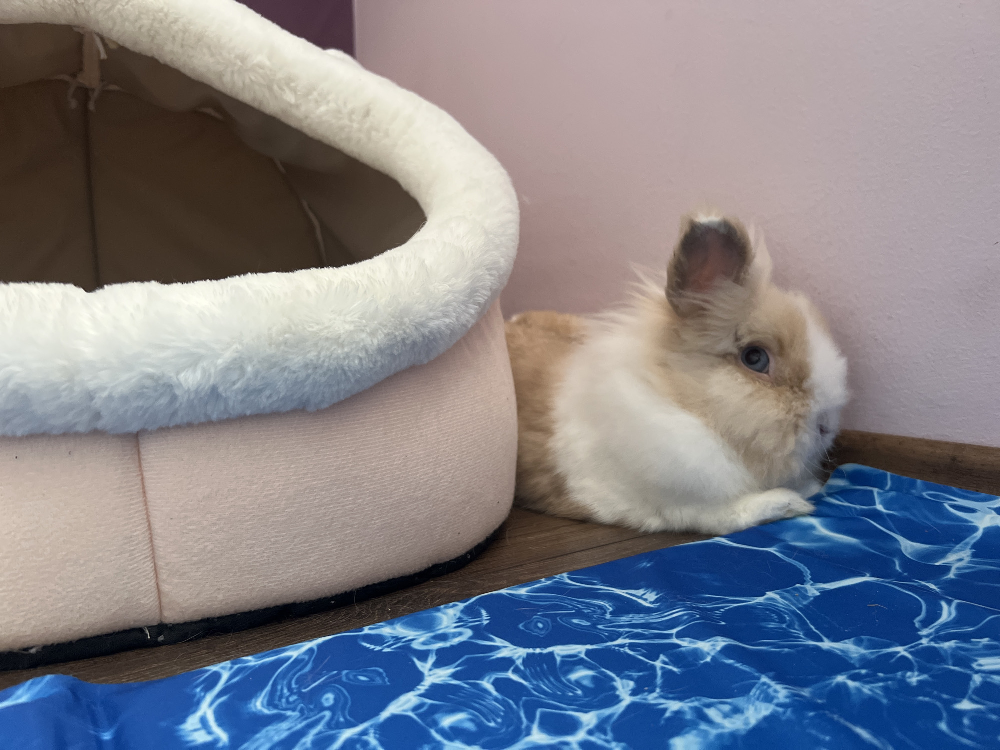 A small, fluffy bunny with white and light brown fur and blue eyes is resting on a blue mat with a water-like pattern. The bunny is positioned next to a plush, pink pet bed with a white fluffy rim. The background consists of a light pink wall and a wooden floor. There is no indication of the city of Sofia, Bulgaria in the image.