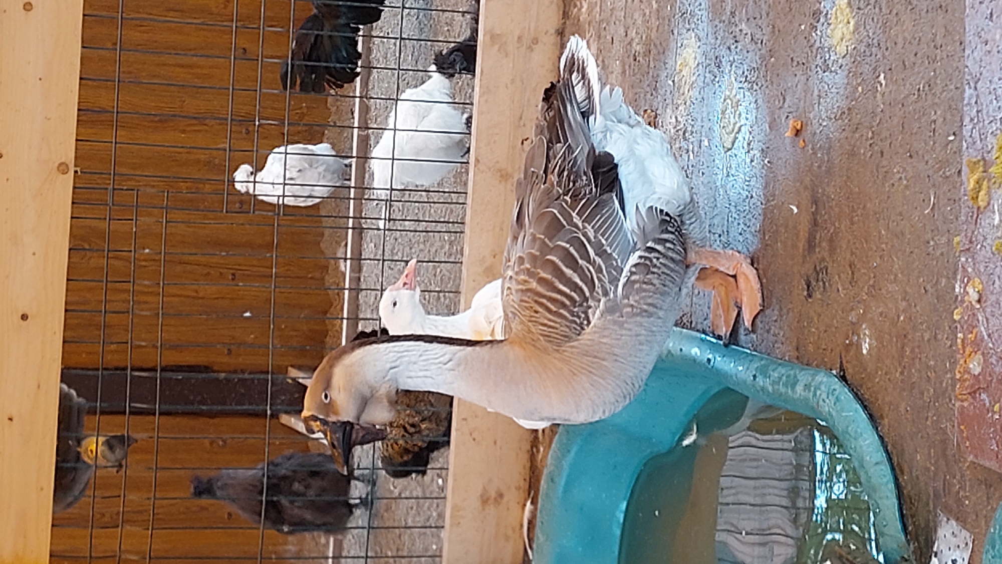 A domestic goose with grey and white plumage stands to the right of a blue water trough in an outdoor enclosure. Behind the goose, a white duck with a pink beak is visible. The enclosure has a wooden back wall and a wire fence. Several chickens, including black and brown varieties, are also present within the enclosure. The ground is a mix of dirt and concrete, with some scattered debris. The scene appears to be a farm or animal sanctuary. The image was taken in Yelizovo, Russia.