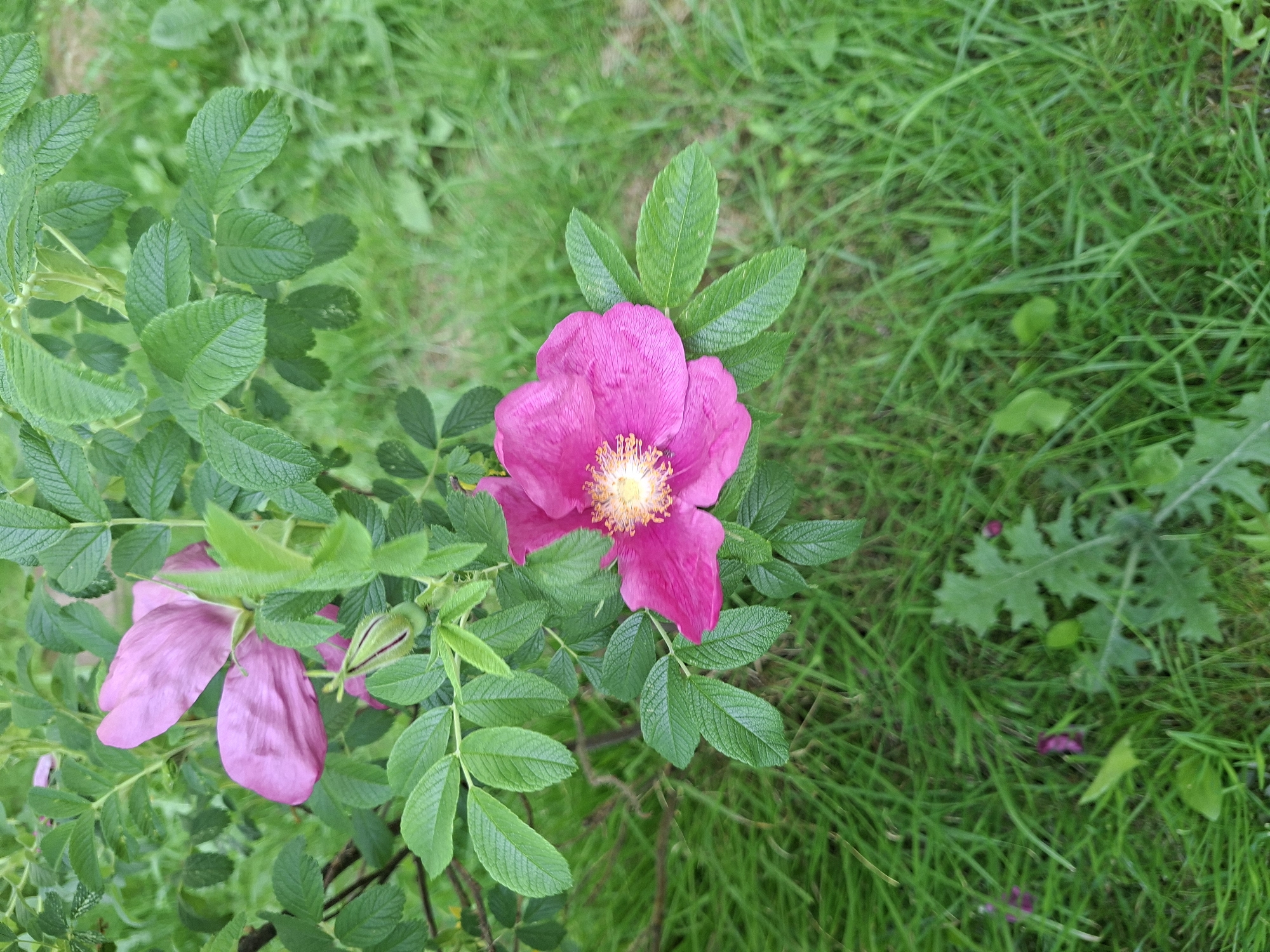 An overhead shot captures a vibrant pink flower, likely a wild rose (Rosa rugosa), in full bloom. The prominent flower is positioned slightly to the left of the frame's center, displaying five broad, bright pink petals surrounding a dense cluster of yellow-orange stamens. Below it and to the left, another partially visible pink flower appears to be past its prime, with two petals.
The flowering plant is characterized by its rich green, textured leaves with serrated edges, which frame the blossoms. The background and right side of the image consist of lush, out-of-focus green grass, suggesting an outdoor natural environment such as a garden or park. A broad, light green leaf, possibly from another plant like a thistle, is visible in the bottom right corner amidst the grass.
The lighting is soft and diffused, indicating an overcast day or indirect sunlight during daytime. There are no people or visible text in the image, and no specific event is occurring other than the plant's natural bloom. The scene evokes the natural beauty found in Saint Petersburg, Russia.