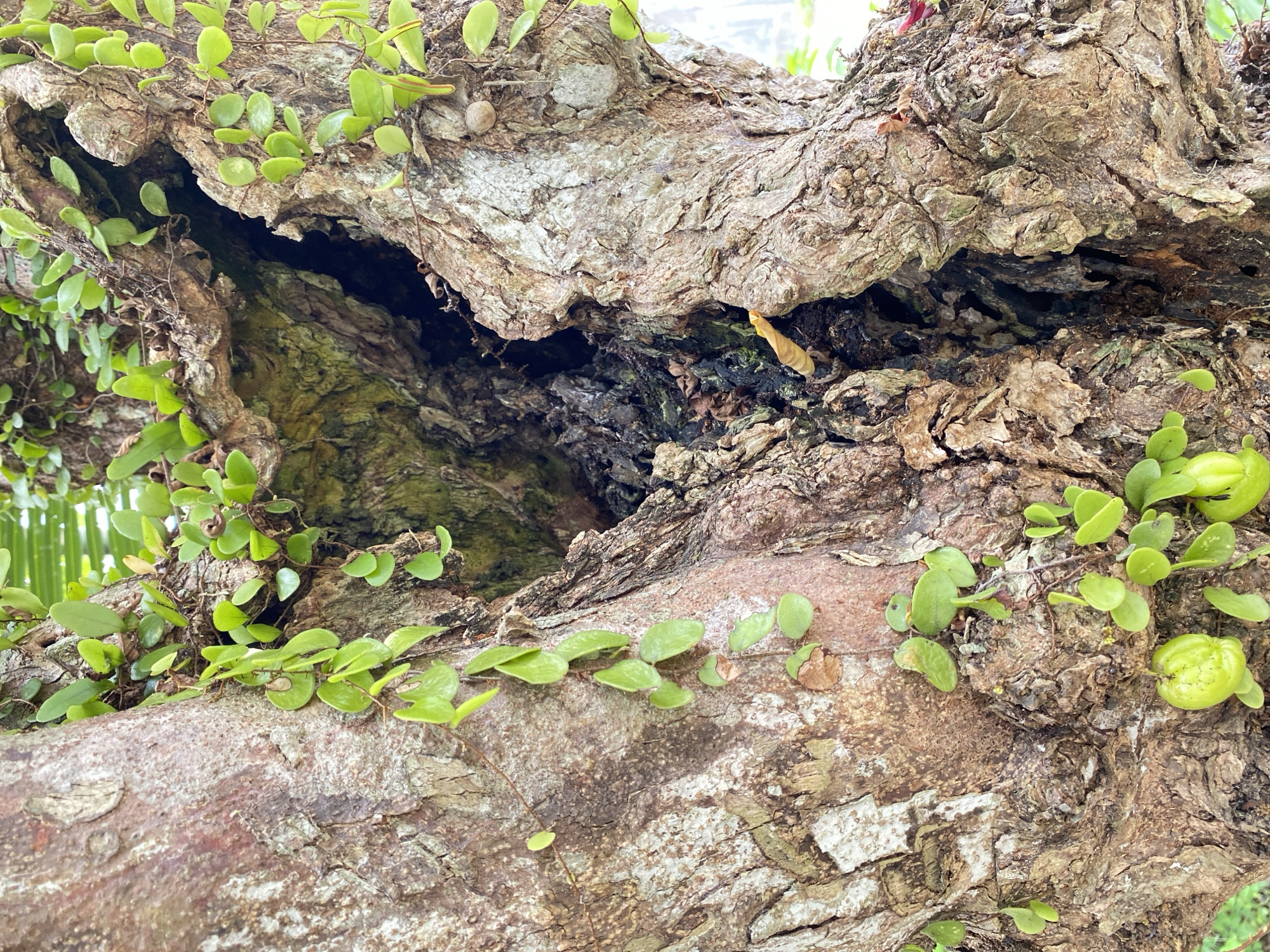 The image shows a close-up view of a tree trunk with a deep cavity. Small, green, heart-shaped leaves with thin vines grow on the surface of the bark and cascade into the hollow. The bark is rough and textured, with patches of gray and brown. Inside the cavity, there are dark, decaying organic materials and some lighter-colored, possibly fungal growths. A single, light-yellow, leaf-like object is partially visible protruding from the cavity's edge. In the lower left portion of the image, several bright green, oblong fruits are hanging from the vines. The background is blurred, showing hints of green foliage, suggesting an outdoor, natural environment. The image is a detailed, naturalistic depiction of a section of a tree, likely in a tropical or subtropical setting given the lush vegetation suggested by the background and the presence of fruit. This scene is located in Blangkabu, Indonesia.