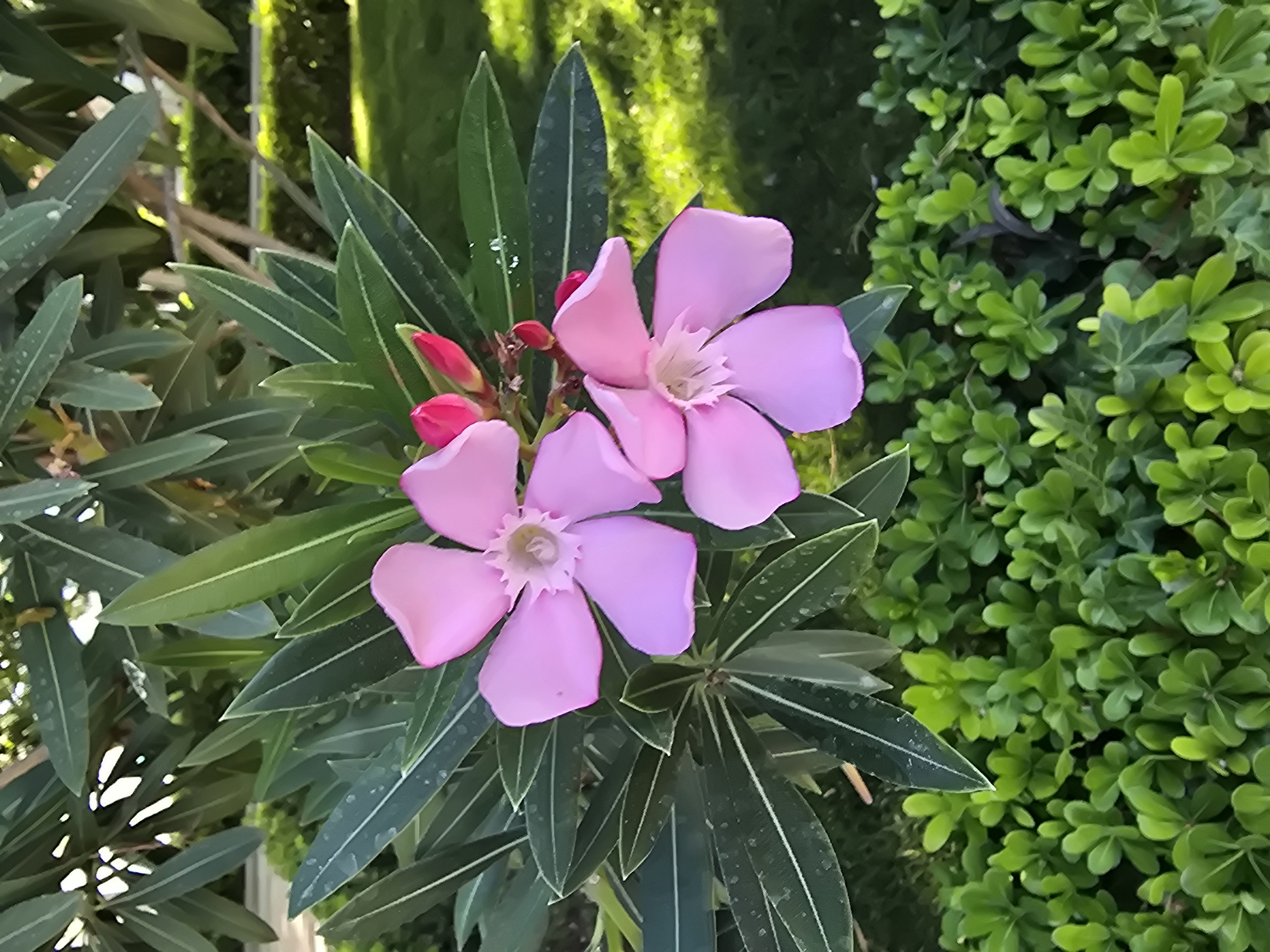 Two pale pink oleander flowers are in full bloom, with five petals each, and several red buds are also visible. The flowers and buds are set against a backdrop of dark green, elongated oleander leaves, some of which have visible water droplets. In the foreground, a dense, low-lying hedge of smaller, bright green leaves creates a contrasting texture. The background is blurred, showing a grassy area with dappled sunlight, suggesting an outdoor environment. The scene is likely situated in the city of Jaén, Spain, given the typical Mediterranean flora.