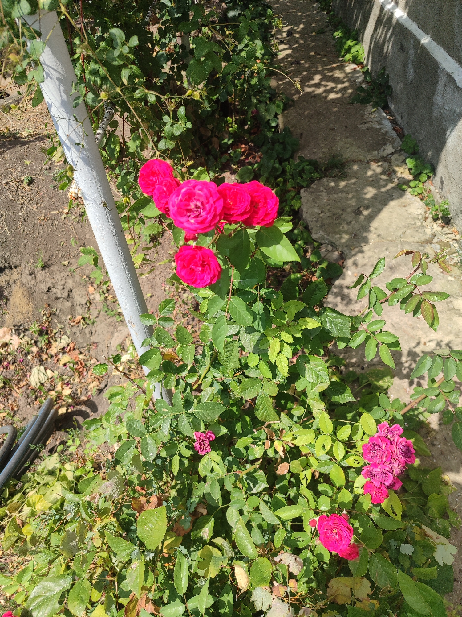 A cluster of bright pink roses are blooming against a backdrop of green foliage and a grey concrete wall. A paved walkway runs alongside the wall, casting shadows from overhead branches. The ground is a mixture of dirt and fallen leaves. A white pole stands vertically on the left side of the frame, partially obscured by the rose bushes. The scene is outdoors in what appears to be a garden or yard.