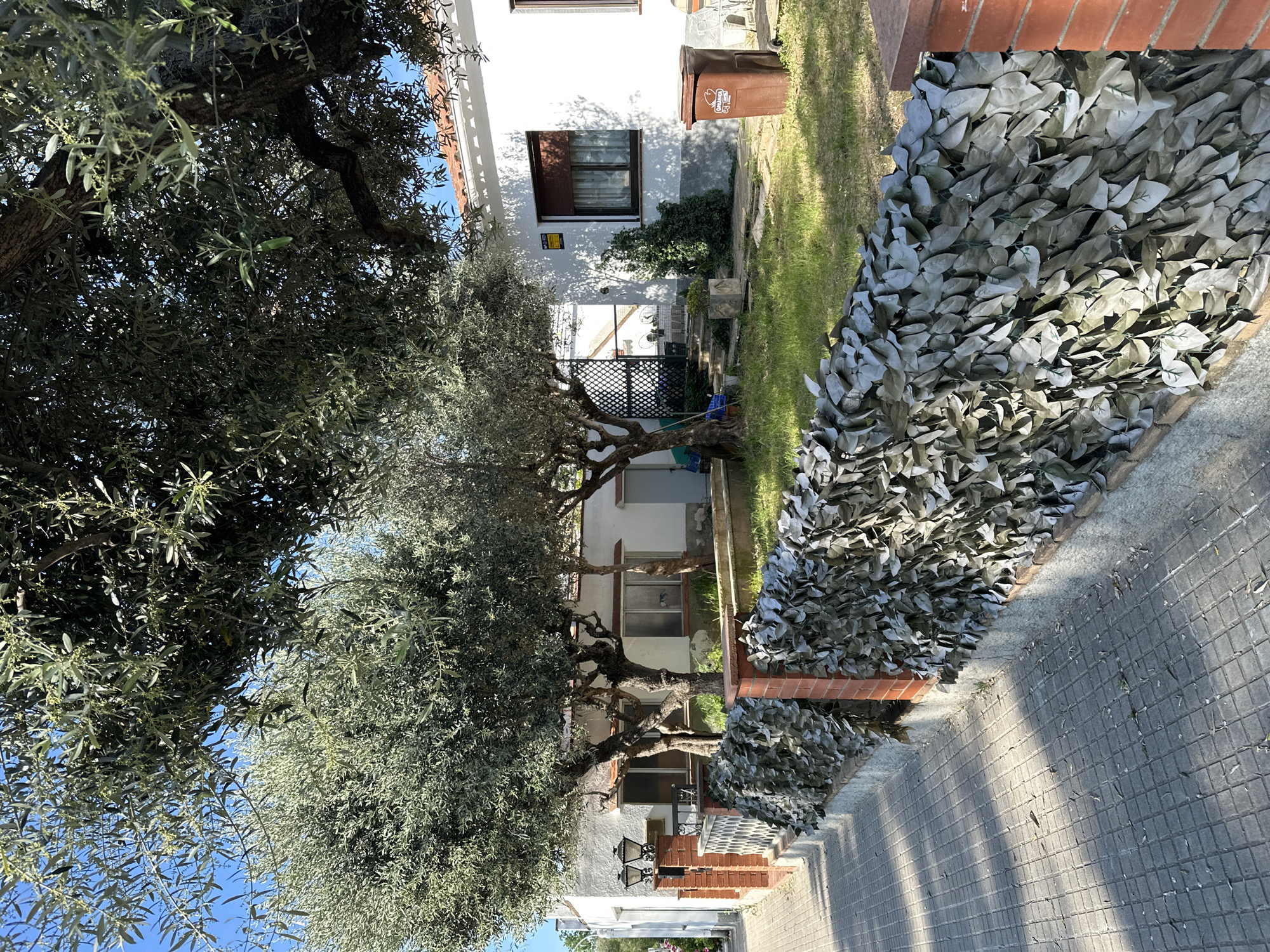 This image depicts an outdoor residential scene, likely a garden or front yard, illuminated by bright sunlight under a clear blue sky. The main subjects are a large, mature olive tree dominating the left side of the frame, and a white, two-story house in the background.
The olive tree features gnarled trunks and dense foliage with characteristic silvery-green leaves, some branches bearing small flowers or buds, suggesting a spring or early summer season. Shadows from the tree are cast across the ground and parts of the house.
To the right of the olive tree, a white house with multiple windows is visible. One window has brown blinds or shutters. Below a window, there's a small yellow sign with unreadable text. A brown trash bin with "OQUENDO" visible on its side, along with a logo, stands near the house on a patch of grass. A climbing plant grows against the house wall. A wooden trellis fence can be seen near the base of the house.
Further to the right, a privacy screen or decorative wall made of artificial greyish-green leaves runs along a paved walkway or sidewalk. This walkway is constructed from square-patterned pavers and shows distinct shadows. A low brick wall or planter is situated beneath the artificial leaf screen. Two ornamental black lamps are affixed to a brick column near the walkway.
The overall setting suggests a Mediterranean climate, consistent with the provided location context of La Garriga, Spain. There are no people present, and no active events are taking place, creating a tranquil and static view of the outdoor space.