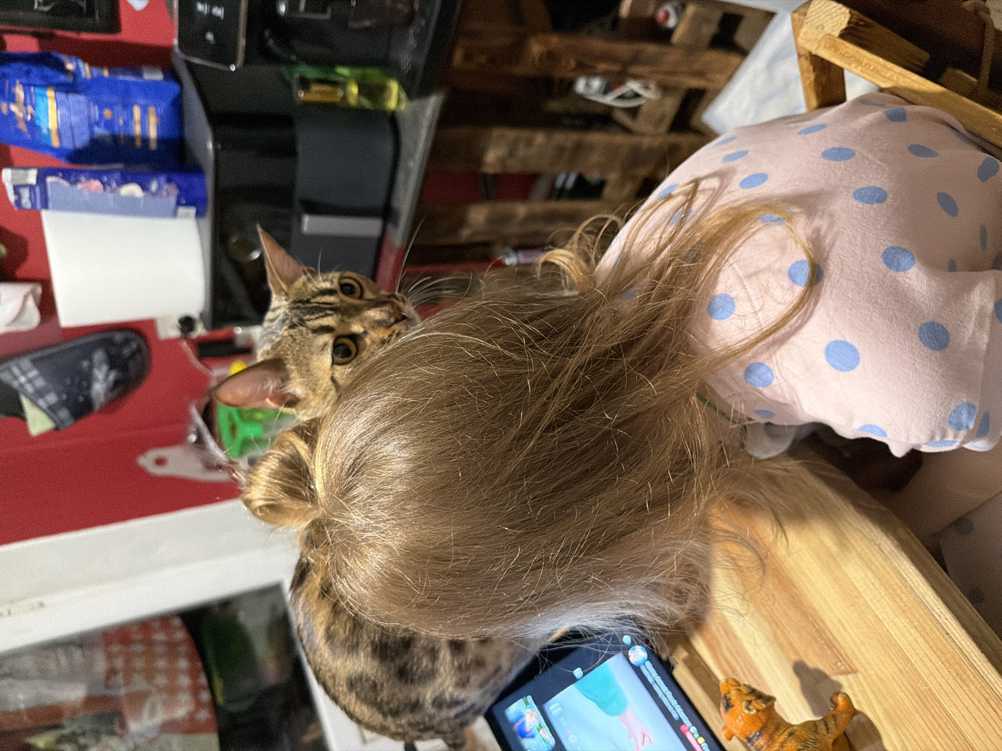 A tabby cat with bright eyes looks up at the camera, its head peeking out from behind a mass of blonde hair. The cat is mostly hidden, but its distinctive markings are visible. The hair appears to be attached to a doll or mannequin, as it is styled in a bun. The doll or mannequin is lying on its side, partially covered by a pink and blue polka-dotted fabric. The background is cluttered with various objects, including shelves with blue packaging, a red surface, and wooden structures. A tablet computer with a colorful screen is visible in the foreground, and a small toy tiger sits near it. The scene appears to be indoors, possibly in a home or workshop. The lighting suggests it could be daytime, but the overall impression is one of a playful or curious moment captured.