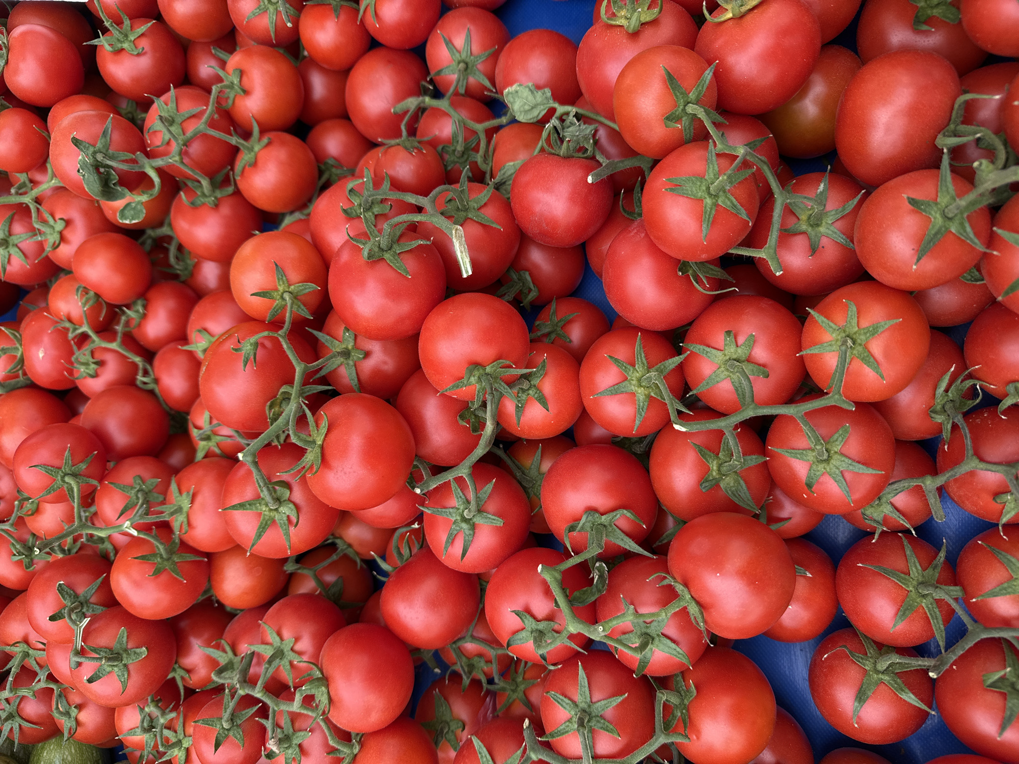 The image presents a top-down view of a tightly packed assortment of fresh, red tomatoes, many still attached to their green stems. The tomatoes appear to be of the same variety and are mostly round, smooth, and ripe, with a few varying slightly in color, suggesting a natural range of ripeness. The stems and leaves are fresh and green, indicating recent harvesting. The tomatoes are densely arranged, with some positioned on top of others, creating a sense of abundance and freshness. The background is blue, indicating the presence of a container.
The image was likely taken at a market or vendor stall in Fethiye, Turkey, where fresh produce is commonly sold.