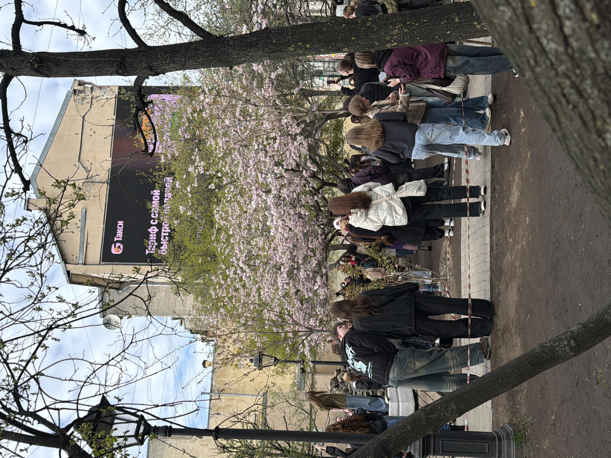 A daytime outdoor scene shows a group of people gathered on a sidewalk in Saint Petersburg, Russia. The individuals are primarily standing, facing a blooming tree with pink flowers, possibly a cherry blossom. Many people are holding and looking at mobile phones, likely taking photos or videos of the tree. The scene is partially framed by tree branches in the foreground. An advertisement banner is seen attached to a building in the background. There's a lamppost on the left side. The pavement appears to be a combination of paved stone and dirt.