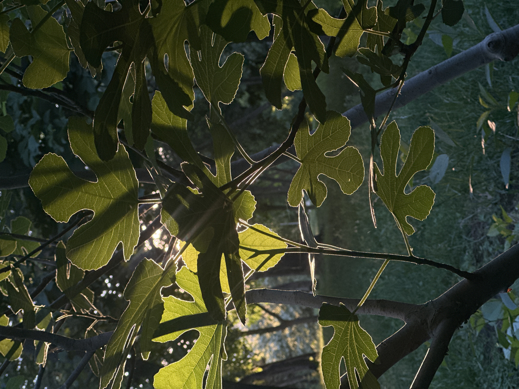 In Sofia, Bulgaria, a photograph captures a close-up view of lush green leaves and branches of a tree, bathed in the warm glow of sunlight filtering through. The sun's rays create a luminous halo effect around the edges of the leaves, highlighting their intricate vein patterns and lobed shapes. The background is softly blurred, revealing more trees and a grassy area, suggesting an outdoor setting likely in a park or garden. The lighting and focus suggest this image was taken during either sunrise or sunset, given the soft, warm quality of the light and the potential for long shadows. No people or specific landmarks are visible, making the exact location within Sofia uncertain, but the overall scene evokes a sense of natural tranquility within the city.