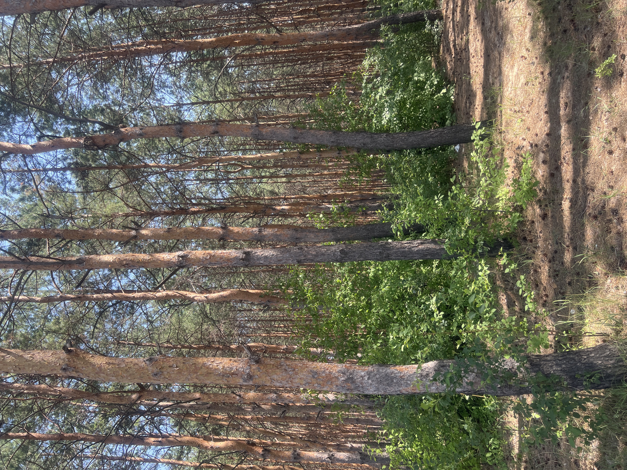 An outdoor, eye-level, medium shot shows a sunlit forest with tall pine trees and a dense undergrowth of green bushes. The ground is covered with dry pine needles and scattered pine cones, with patches of sunlight and shadow. The trunks of the pine trees are varied in color, from reddish-brown to grayish-brown, and appear rough in texture. The foliage of the bushes is a vibrant green, with some of the leaves catching the light. The sky is visible through the canopy of the pine trees and appears to be a clear, bright blue. There are no people or animals visible in the scene. The overall impression is one of a natural and tranquil forest environment.