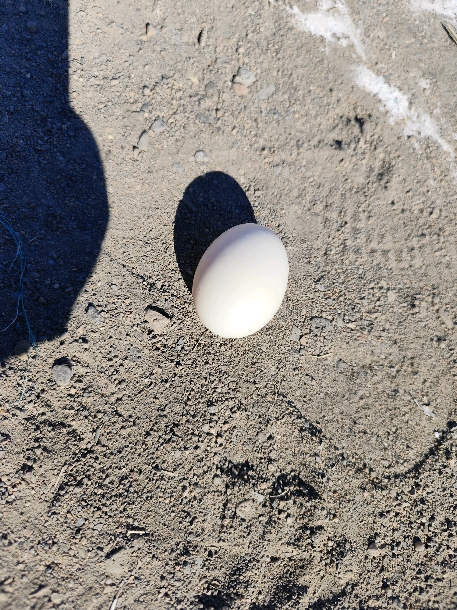 A single, intact white egg rests on a dry, dusty, and gravelly surface. The ground appears to be a mix of fine dirt and small stones. A dark shadow, cast by an unseen object or person, partially covers the left side of the image. Another fainter shadow is visible to the right of the egg. A thin, blue string is present in the lower left corner of the frame. In the upper right portion of the image, a faint white line is visible on the ground, possibly a chalk mark or part of a marking. The overall scene suggests an outdoor environment with direct sunlight, consistent with a location in Balqaş, Kazakhstan. There are no people or animals actively interacting with the egg.