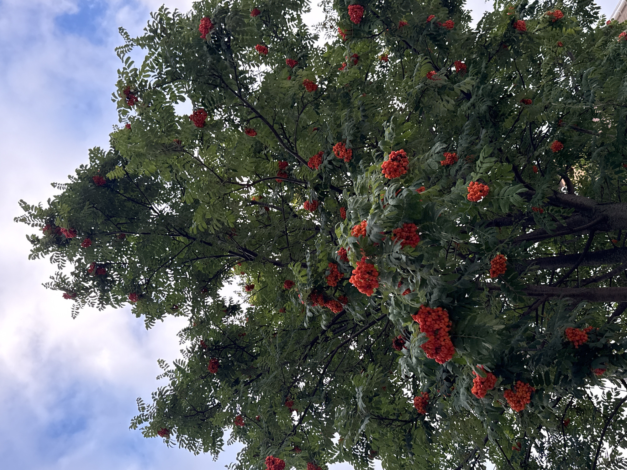 An upward, low-angle shot captures a dense, leafy tree laden with clusters of bright red berries against a partly cloudy sky. The tree is the dominant subject, with its branches and foliage filling most of the frame. The berries, appearing ripe and round, are scattered throughout the tree, some in large bunches and others as smaller clusters. The leaves are a deep green, obscuring some of the branches and berries. The sky above is a mix of white clouds and patches of blue. The scene is likely outdoors, possibly in a park or residential area given the presence of a building's roofline faintly visible at the bottom right. There are no people or animals visible in the image. The lighting suggests it is daytime, with diffuse light from the overcast sky. The setting does not provide specific indicators of the city of Votkinsk, Russia, but the overall atmosphere is that of a temperate climate during berry season.