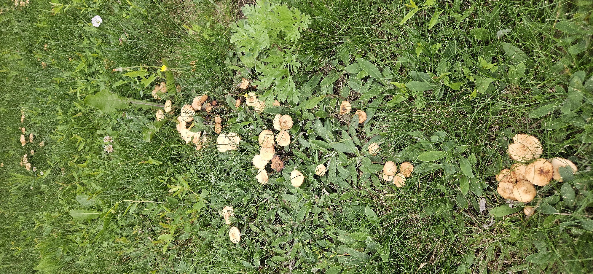 The image shows a patch of green grass with multiple clusters of light brown mushrooms. The mushrooms vary in size and are scattered throughout the grassy area. Some small white and yellow flowers are also visible amongst the grass. The scene appears to be outdoors in a natural setting, possibly a park or a field, with no specific urban features of Рождествено, Russia clearly identifiable. The lighting suggests it is daytime.