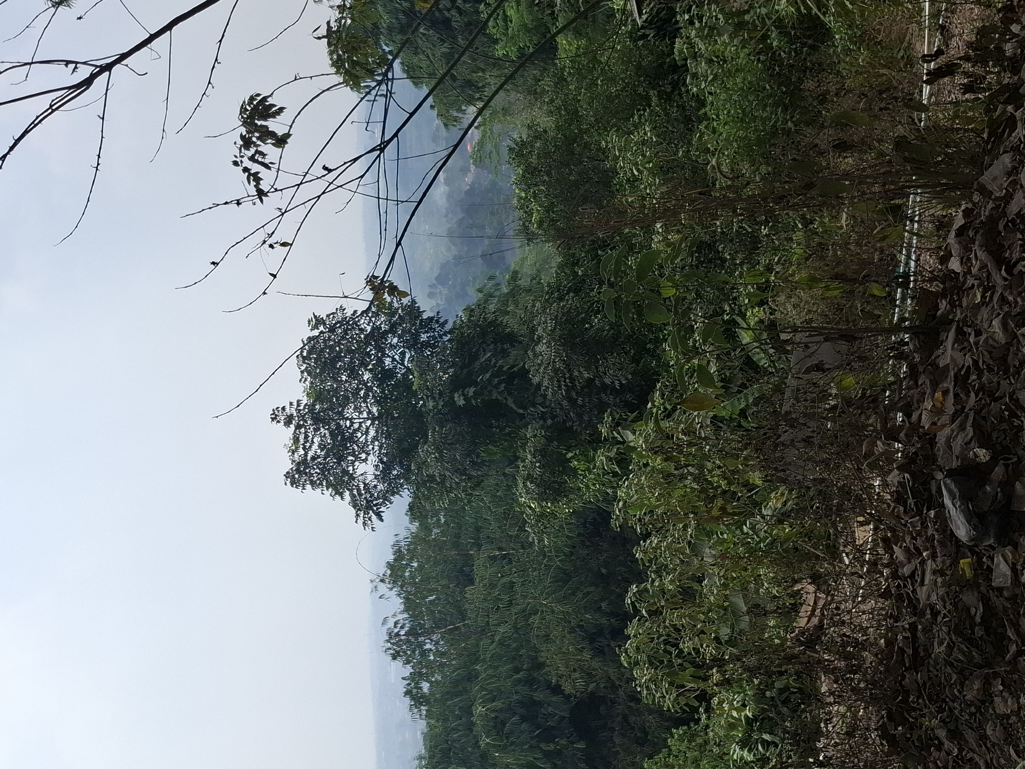 A dense, lush forest landscape dominates the image, with varying shades of green from the numerous trees and foliage. In the foreground, dry leaves and debris litter the ground, with some scattered plastic items visible. A few thin branches extend into the frame from the right side, silhouetted against a pale, hazy sky. In the middle ground and background, the forest continues, with a hint of a settlement nestled in the valley beyond. The overall impression is one of a natural, undeveloped area, possibly on the outskirts of a town or village. There are no people or animals clearly visible in the image.