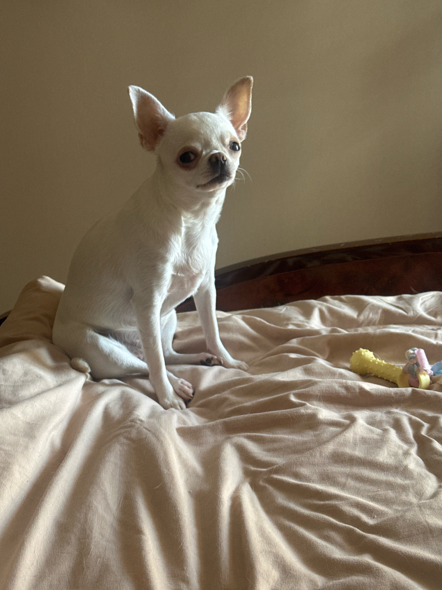 The image shows a small white chihuahua dog sitting on a bed with tan colored sheets. The dog is facing the camera with its ears perked up. In the background, there is a wooden headboard and a wall. On the bed, near the dog, there are a couple of dog toys. The lighting in the image suggests it is daytime, possibly indoors. This image does not provide any information about the location in the city of Novosibirsk, Russia, or any other specific geographical location.