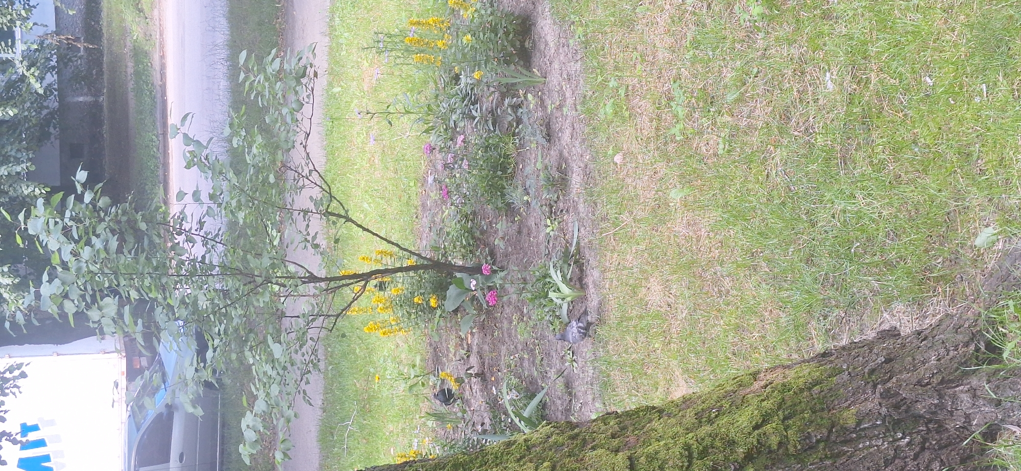 In Bila Tserkva, Ukraine, a narrow, medium-sized tree stands in a patch of dry, dusty soil surrounded by sparse green grass. Yellow flowers bloom on tall stalks to the left of the tree, while pink flowers dot the ground to its right. A single pigeon is visible in the grass to the lower left of the frame. In the background, a silver car and a white truck are parked on a paved surface, with a building visible behind them. The image appears to have been taken during daylight hours.