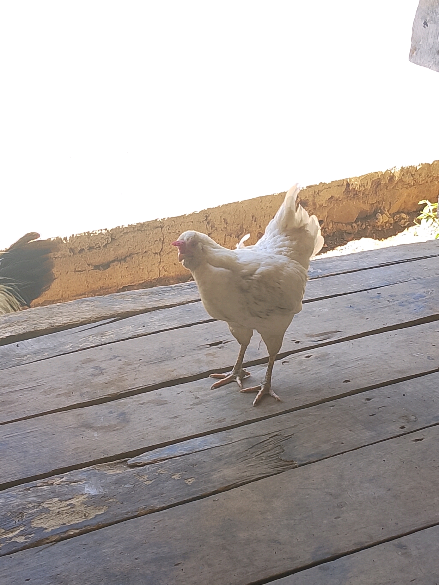A white chicken stands on a weathered wooden deck. The chicken faces right, with its head turned to the left and its beak open. Its tail feathers are fanned out. The deck is made of wide planks that run horizontally across the frame. In the background, there is a textured, light-colored wall that appears to be made of adobe or rough plaster. Above the wall, a bright, blown-out sky is visible. The overall scene suggests an outdoor environment, possibly in a rural or semi-rural setting. The lighting indicates it is daytime, with sunlight casting shadows and highlighting the textures of the wood and wall.