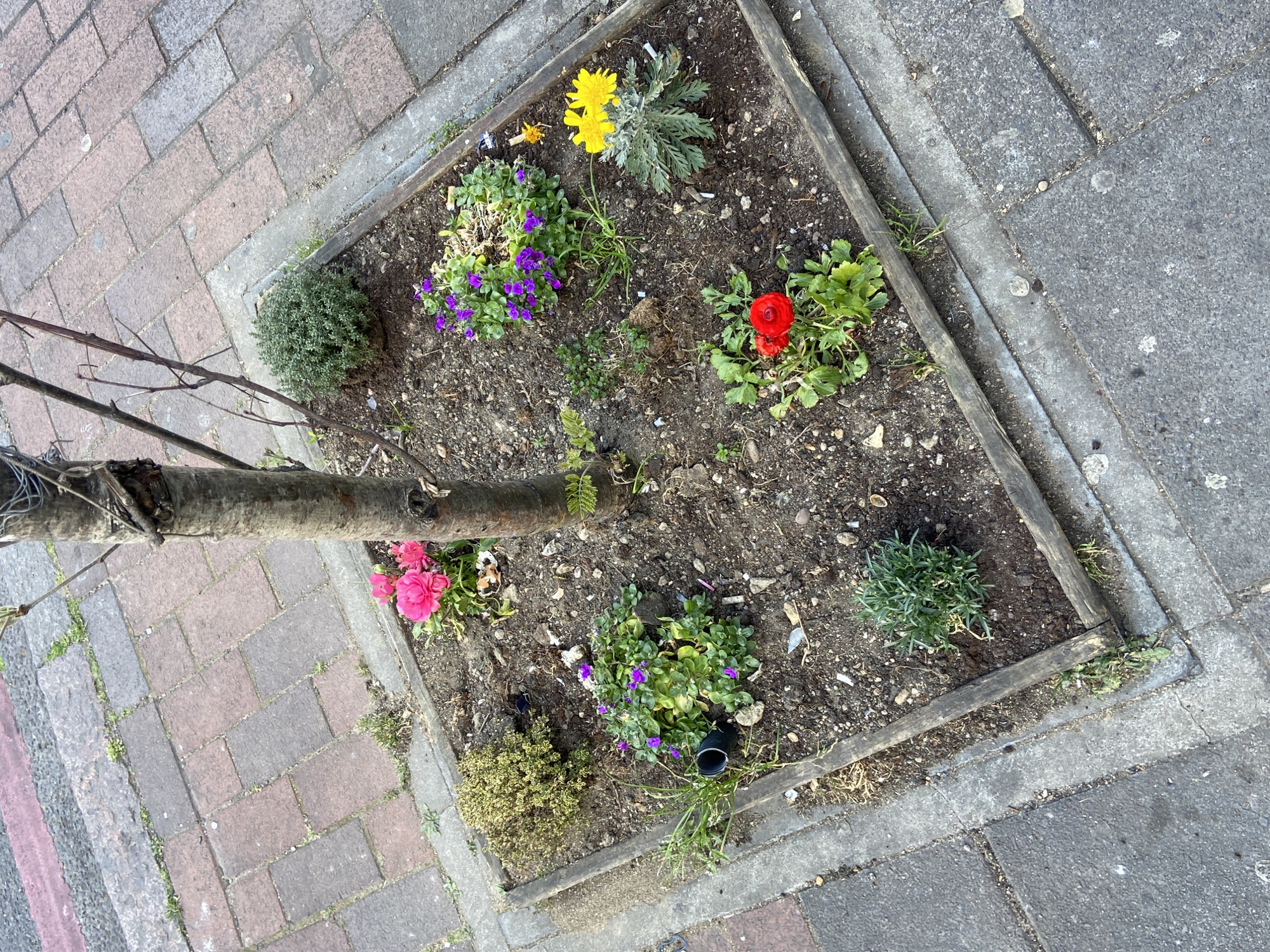 The image shows a square, wooden-framed flower bed built around the base of a tree on a street in London, United Kingdom. The flower bed contains a variety of flowers including yellow, purple, pink, and red blossoms. There are also small, shrub-like plants. The bed is bordered by brick paving on one side and concrete paving on the other. The tree trunk bisects the image diagonally. There is no visible evidence of any people, subjects, actions or interactions. The overall environment is urban, typical of a residential street in London.