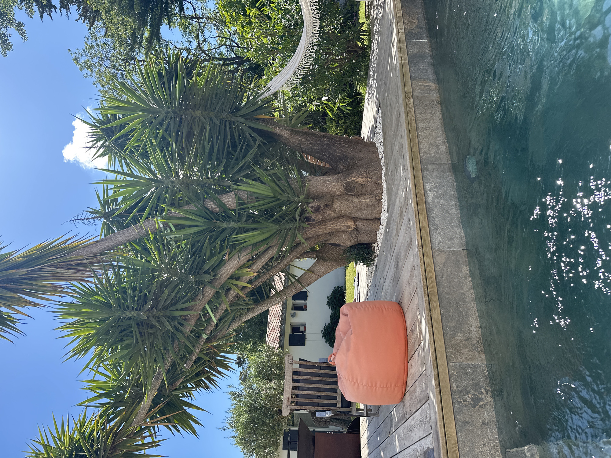 The scene is an outdoor space in La Couarde-sur-Mer, France, featuring a swimming pool bordered by a wooden deck and stone. An orange beanbag chair sits on the deck next to the pool's edge. A large yucca tree dominates the view, its spiky leaves reaching towards a clear blue sky. A hammock is strung among the trees. A wooden chair and other outdoor furniture are partially visible beneath the tree, with a white building with dark shutters in the background. The pool water reflects sunlight.