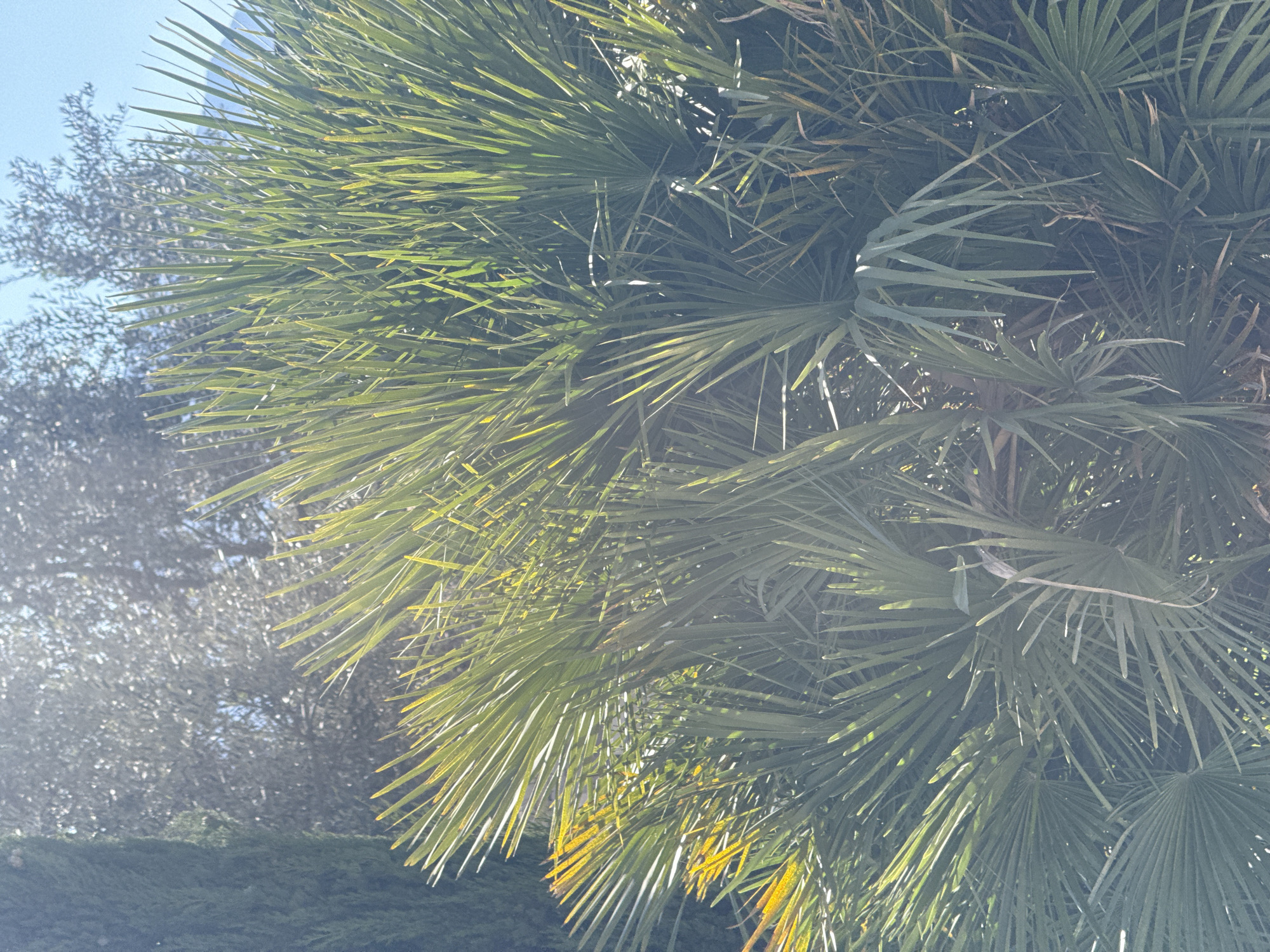 The image shows a close-up of palm fronds with long, pointed leaves, dominating the right side of the frame. The leaves are mostly green, with some yellowing on the edges. The fronds appear dense and layered. In the background, on the left side, there is a blurry image of another tree with smaller leaves and a trimmed hedge underneath. The sky is visible in the upper left corner and is clear and blue. The location is in an urban area, though the specific city is unknown.