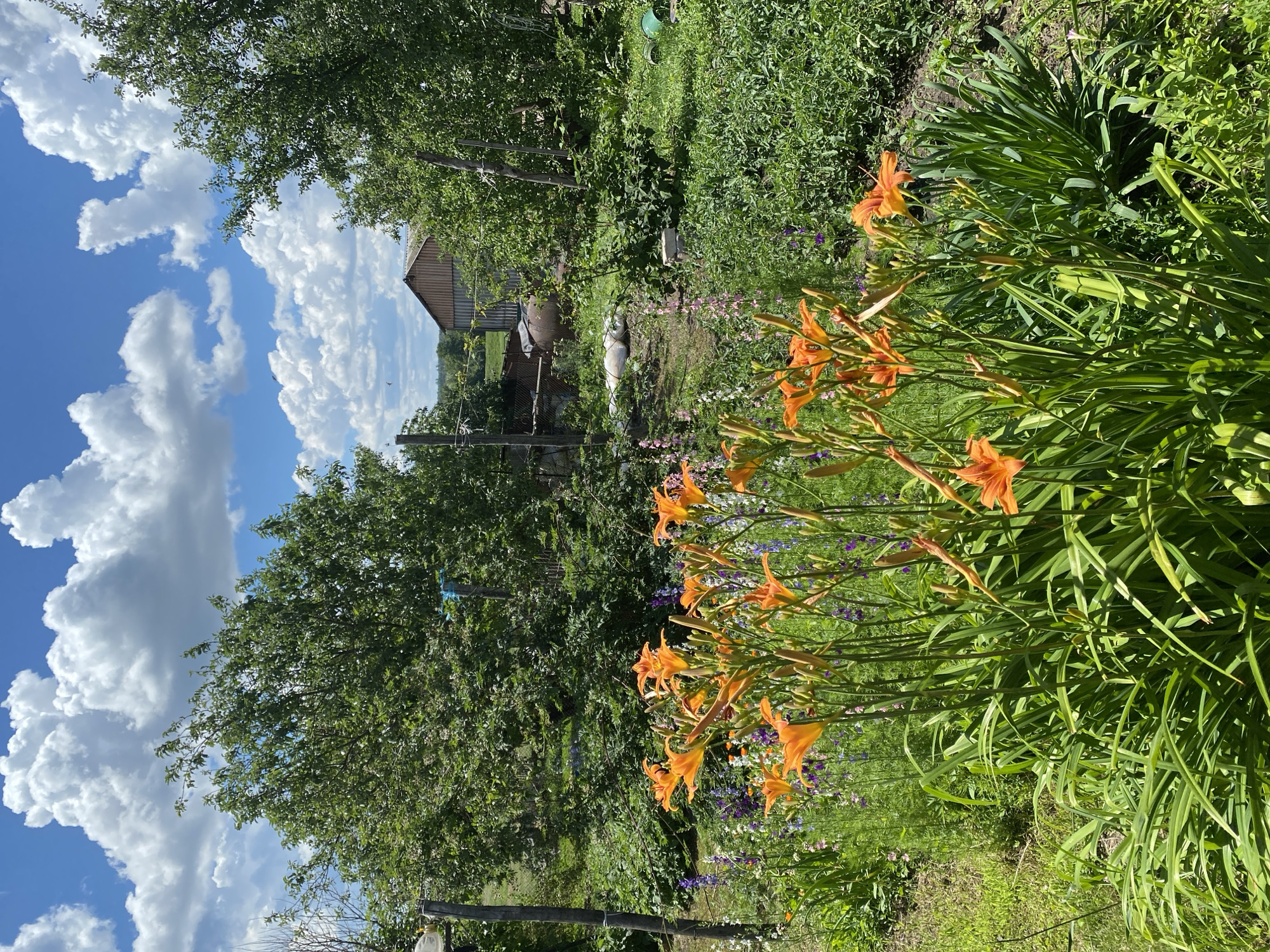 The image depicts a vibrant garden scene under a bright blue sky with fluffy white clouds. In the foreground, a cluster of bright orange daylilies is in full bloom, their petals fanned open. Behind the daylilies, a variety of other flowers in shades of purple and pink are visible. The garden is lush and green, with trees providing shade in the background. A rustic wooden building, possibly a shed or barn, can be seen nestled amongst the trees. The overall impression is one of a peaceful and well-tended rural setting. This scene is from the city of Mariupol, Ukraine.