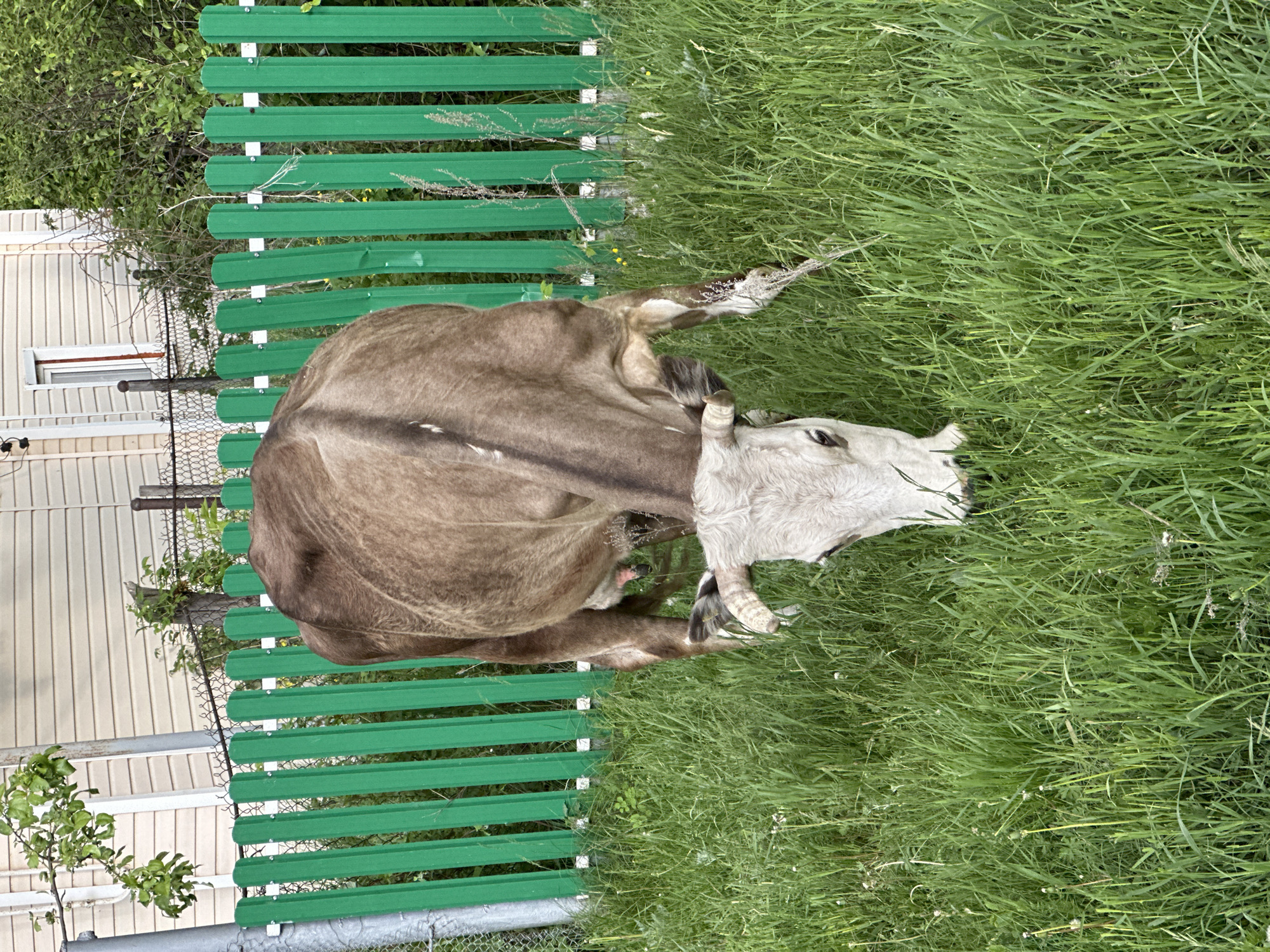 The image, originally rotated 90 degrees counter-clockwise, depicts a bovine animal, likely a cow or calf, resting in lush green grass. The animal has a brown body and a lighter, almost white, head and neck. Its left eye is visible, and its head is slightly raised, looking towards the right side of the frame (when oriented correctly).
Behind the animal, stretching horizontally across the middle of the frame, is a bright green slatted fence. This fence is secured by white brackets to what appear to be metal posts. Further back, to the left of the green fence, a chain-link fence is visible, alongside a light-colored building, possibly a house or shed, featuring a small rectangular window. Various green trees and bushes are scattered behind and around the fences, adding to the natural setting.
The foreground and the area to the animal's right are dominated by abundant, vibrant green grass, indicating a healthy pasture or lawn. The bright, even lighting suggests it is daytime with clear weather. The scene appears calm and peaceful, with the animal seemingly relaxed in its grassy surroundings. There are no people visible in the image, nor is there any discernible text.
