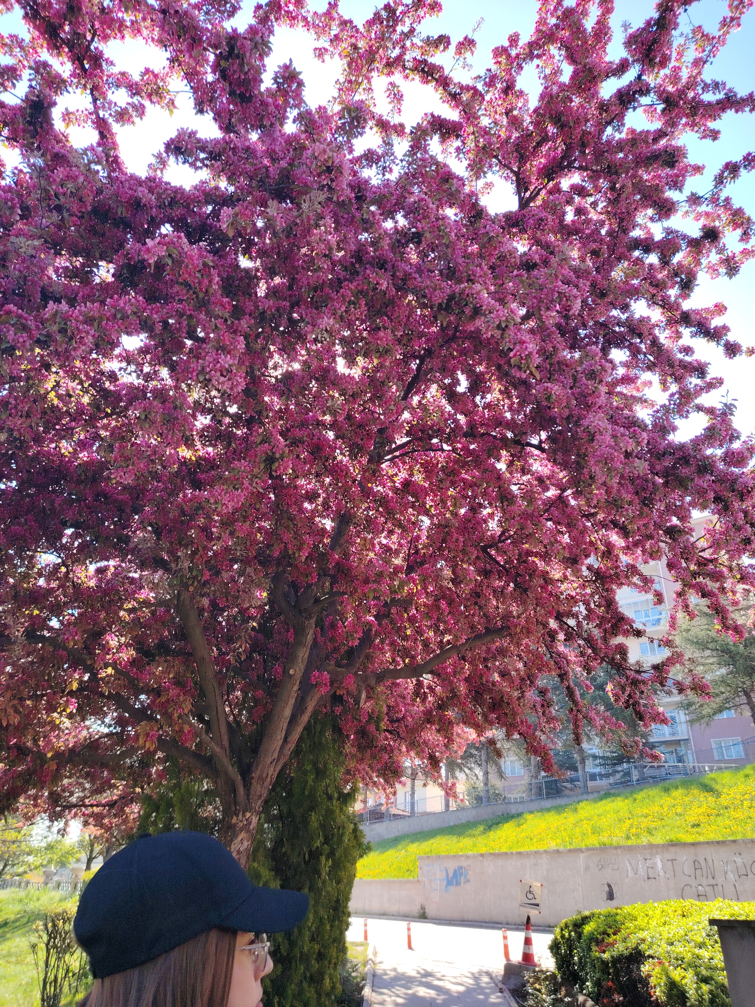 This vertical image presents a bright, sun-drenched outdoor scene dominated by a large, deciduous tree in full bloom. The tree's canopy, densely covered in vibrant pink blossoms, occupies the upper two-thirds of the frame, with sunlight filtering through the petals against a clear blue sky. The branches are thick and robust, indicating a mature tree.
In the bottom left corner, a person, likely female, is partially visible from the side, wearing a dark baseball cap and glasses. Her gaze is directed slightly to the right, though her expression is not discernible. Behind her, a dark green, columnar evergreen shrub stands near the trunk of the flowering tree.
The middle ground features a light grey concrete retaining wall with graffiti. Visible text includes "MERT CAN YÜÇ" and a fragmented word like "CÜL" or "CATL". In front of the wall is a paved area with two orange traffic cones and a small yellow sign displaying a disabled access symbol. Beyond the wall, a bright green grassy slope, dotted with yellow flowers, rises towards several multi-story residential buildings with balconies, situated in the background.
The setting appears to be an urban or suburban area, possibly a park or street. The bright sunlight and clear sky suggest a pleasant, sunny day, while the abundant pink blossoms clearly indicate springtime. The overall impression is one of natural beauty within a built environment, likely in Eskisehir, Turkey.