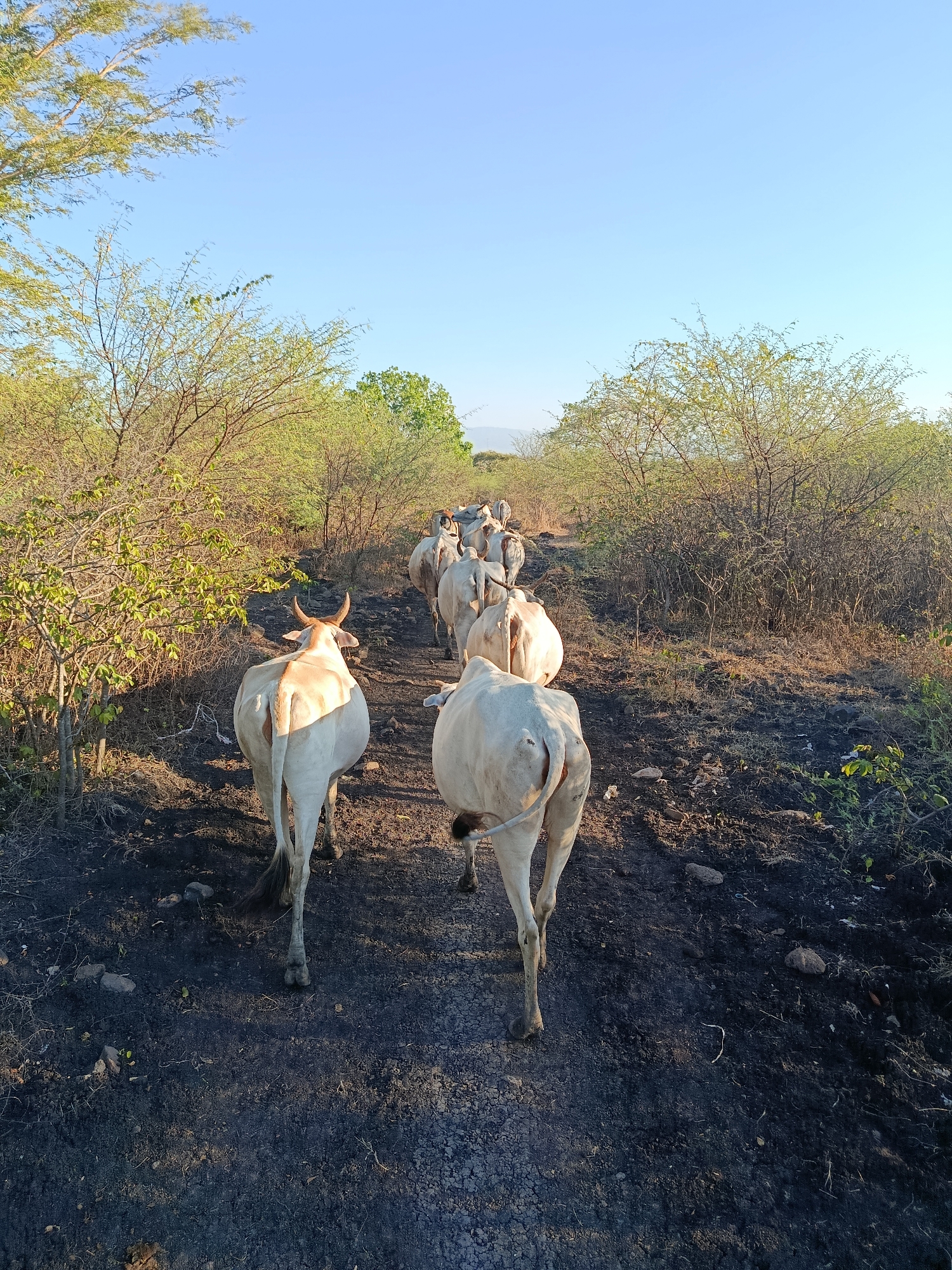 A herd of white cows walks down a dirt path bordered by dry brush and sparse trees under a clear blue sky. The cows are facing away from the camera, moving deeper into the landscape. The ground is dark and appears to be a mix of soil and ash. The scene is illuminated by what appears to be late afternoon sunlight. The location is identified as Sumberwaru, Indonesia.