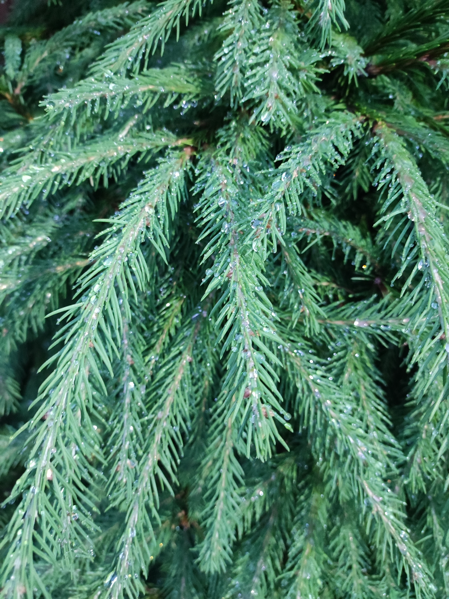 A close-up, eye-level shot captures a dense cluster of evergreen tree branches. The branches are a deep green, with individual needles clearly visible. Many of the needles are adorned with small, glistening water droplets, suggesting recent rain or dew. The lighting is even, highlighting the texture of the needles and the water. No people or animals are present in the frame. The background is a dark, out-of-focus blur of more branches, creating a sense of depth. The scene is likely outdoors, in a natural setting. Based on the provided context, this image was taken in Alabino, Russia.