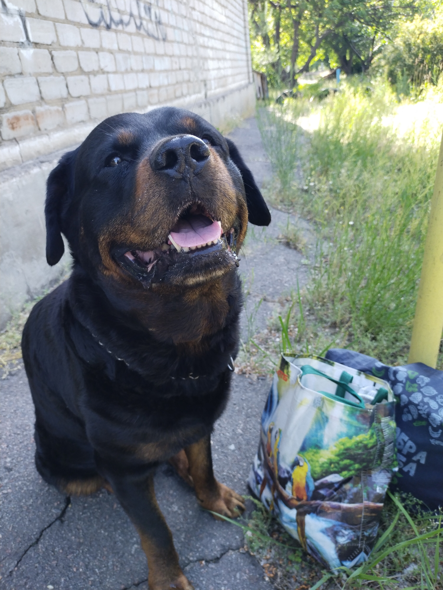 A black and tan Rottweiler sits on cracked asphalt, looking upwards with an open mouth, revealing its tongue and teeth. The dog appears happy or content, with a slight drool visible near its lower jaw. To the dog's right, on the grassy edge of the pavement, are two reusable shopping bags. One is vibrant with a scene of parrots and lush foliage, while the other is dark blue or black with a white pattern and partially visible Cyrillic text, possibly "РА" or "ВЕРА". A bright yellow pole is partially seen on the far right.
In the background, a light-colored brick wall with some illegible graffiti runs along the left side. Behind the wall and extending into the distance on the right, there's abundant green foliage, trees, and tall grass, indicating a natural or overgrown area. The scene is illuminated by bright sunlight, suggesting a clear day, likely morning or afternoon. The setting appears to be an outdoor urban or suburban environment in Horishni Plavni, Ukraine.