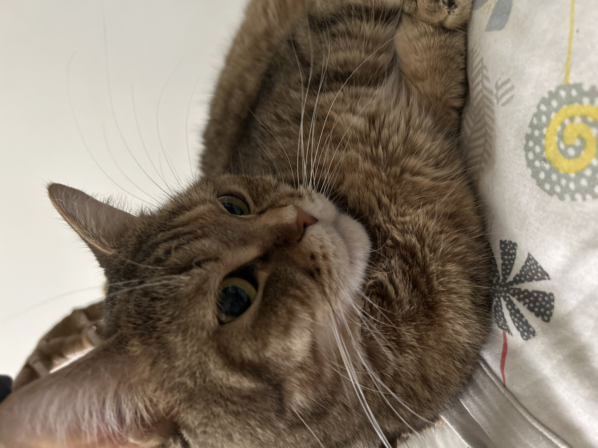 A close-up shot shows a brown tabby cat lying on a patterned white and gray blanket. The cat's head is tilted, its eyes are a light green color, and its white whiskers are prominent. The background is blurred, suggesting a shallow depth of field. There are no indicators of the image being in Moscow, Russia.