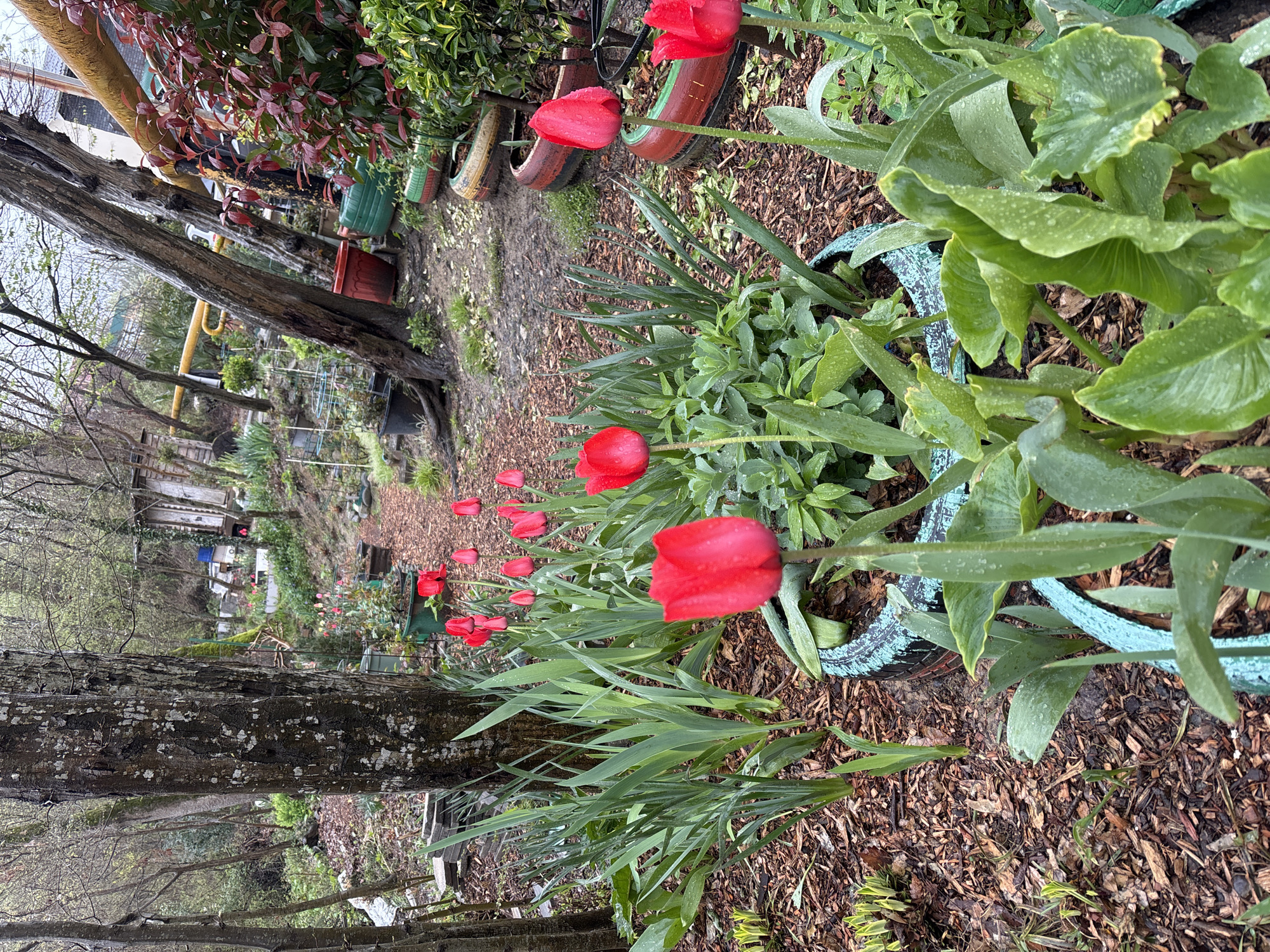 The image shows a garden scene in Sochi, Russia. A line of red tulips grows in a flowerbed along a dirt path. The flowerbed is bordered with old tires painted with various colors. There is a tree trunk to the left of the tulips. Behind the tulips, the path leads into the garden, with trees and plants visible on both sides. In the background, a small structure is visible, possibly a shed or cabin. The overall environment suggests a residential garden with a rustic and slightly cluttered aesthetic. The image appears to be taken on a damp day, as the plants have water droplets on them.